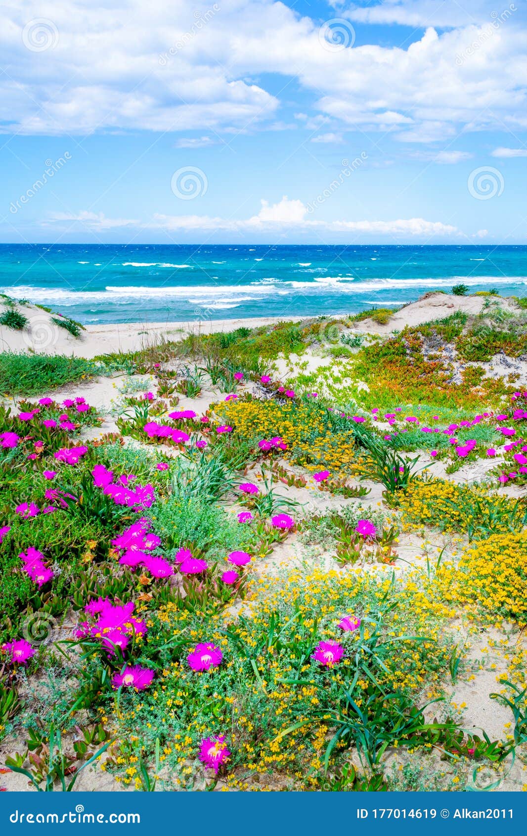 普拉塔莫纳海岸的海边花库存图片 图片包括有风景 通知 地中海 海岸线 旅游业 绽放 粉红色 普拉塔莫纳海岸的海边花库存图片 图片包括有风景 通知 地中海 海岸线 旅游业 绽放 粉红色