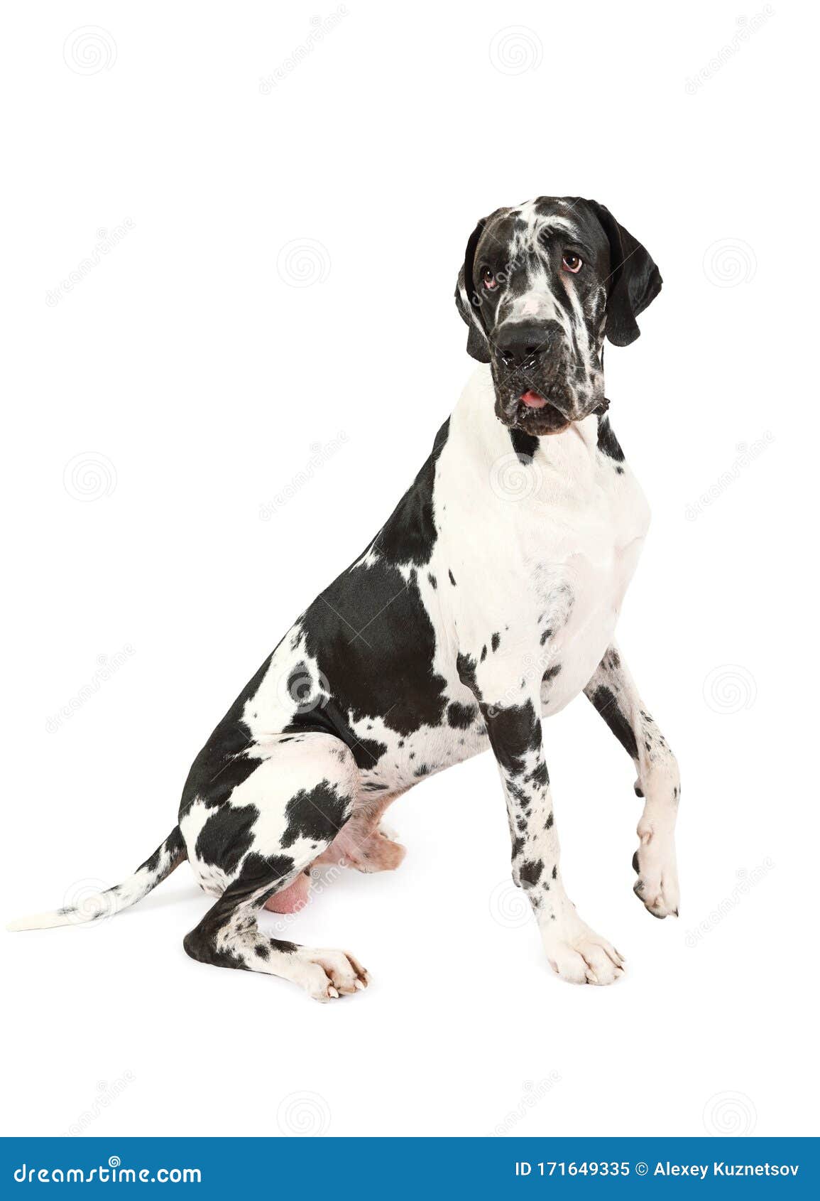 普雷布德大丹犬战胜白色库存图片 图片包括有巨大 背包 男性 察觉 朋友 似犬 小狗 普雷布德大丹犬战胜白色库存图片 图片包括有巨大 背包 男性 察觉 朋友 似犬 小狗