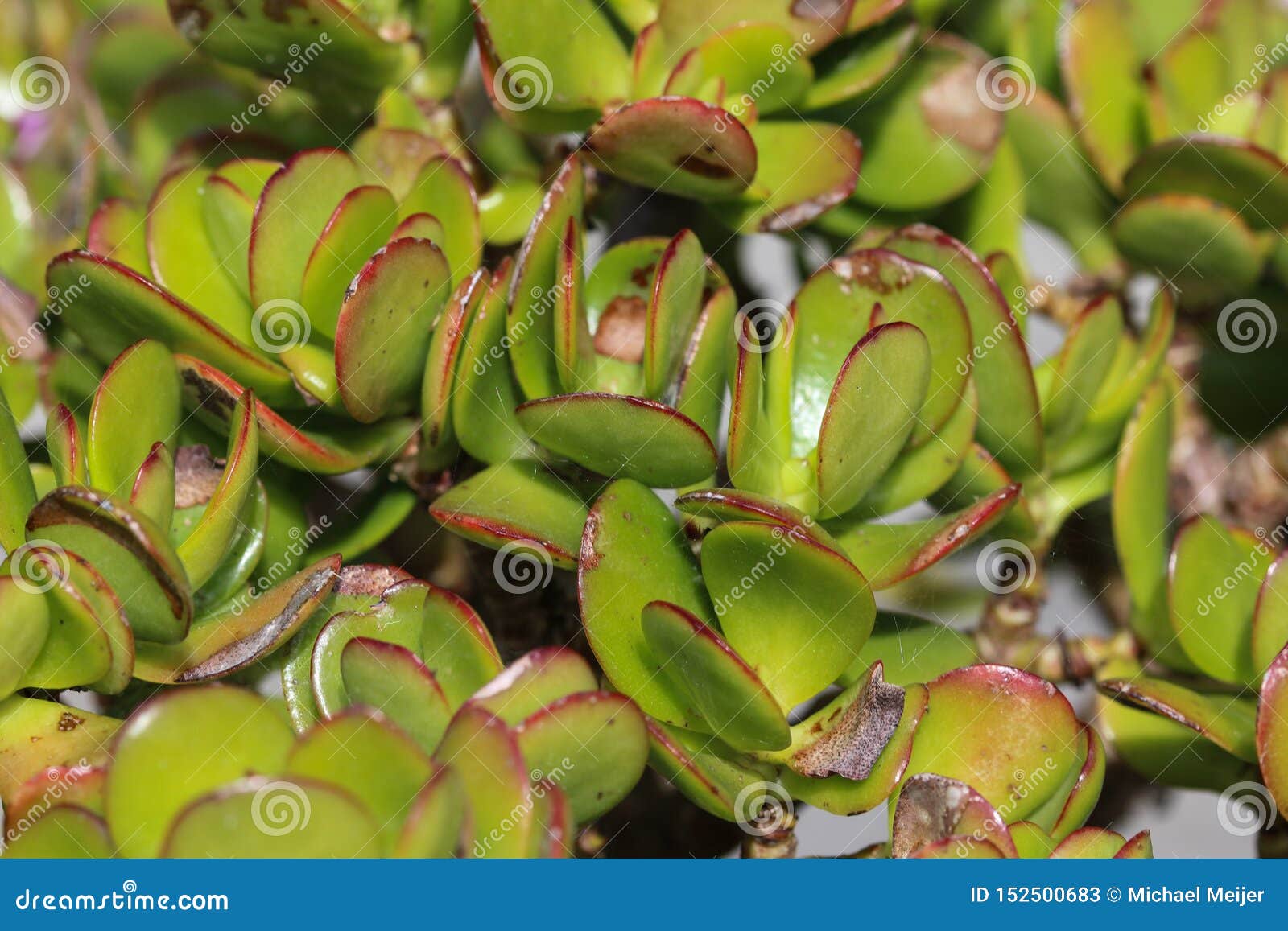 景天树ovata 一般叫作玉植物 幸运的植物 金钱植物或者金钱树库存图片 图片包括有灌木 庭院 景天树ovata 一般叫作玉植物 幸运的植物 金钱植物或者金钱树库存图片 图片包括有灌木 庭院
