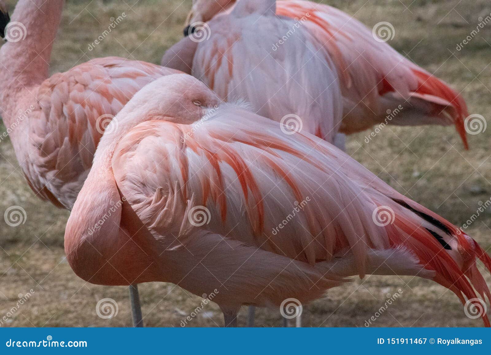 智利火鸟 X28 Phoenicopterus Chilensis 库存图片 图片包括有 智利火鸟 X28 Phoenicopterus Chilensis 库存图片 图片包括有