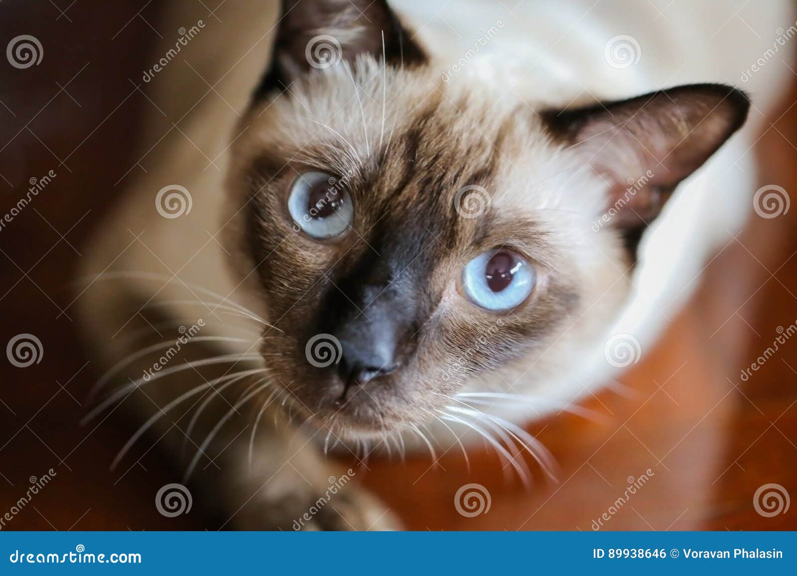 暹罗猫或与灰色眼睛的深褐色猫， 库存照片. 图片包括有交配动物者, 纵向, 年轻, 暹罗语, 灰色, 感激的- 89938646