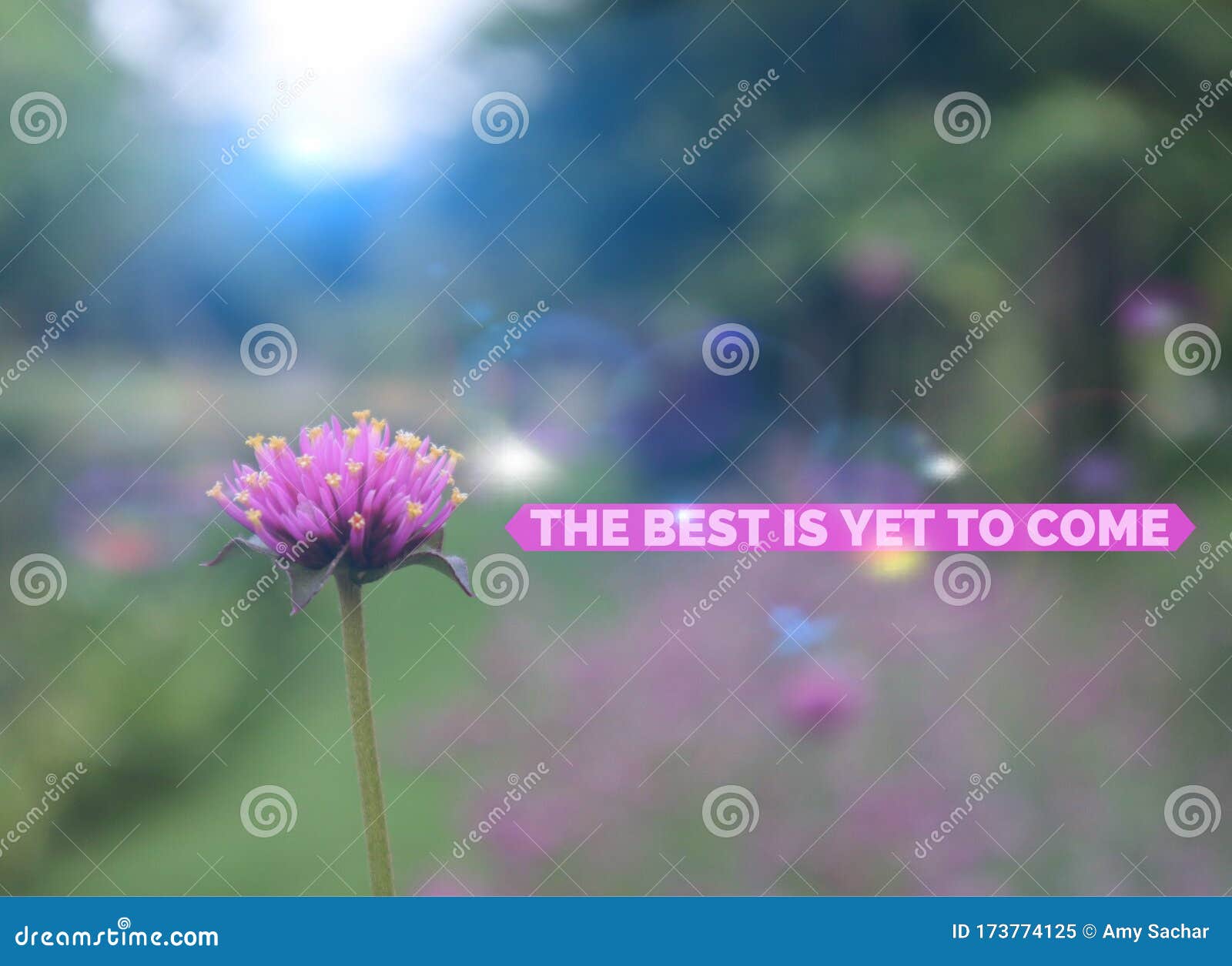 最好的还是未来 紫单花库存图片 图片包括有开花 幸福 概念 生气勃勃 有希望 表达式