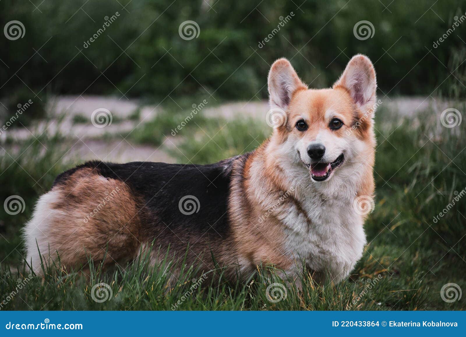最小的牧羊犬 绿草上的绿色绿色绿色绿色绿色绿色绿色绿色绿色绿色绿色绿色绿色绿色绿色绿色绿色绿色绿色绿色绿色绿色绿色库存照片 最小的牧羊犬 绿草上的绿色绿色绿色绿色绿色绿色绿色绿色绿色绿色绿色绿色绿色绿色绿色绿色绿色绿色绿色绿色绿色绿色绿色库存照片