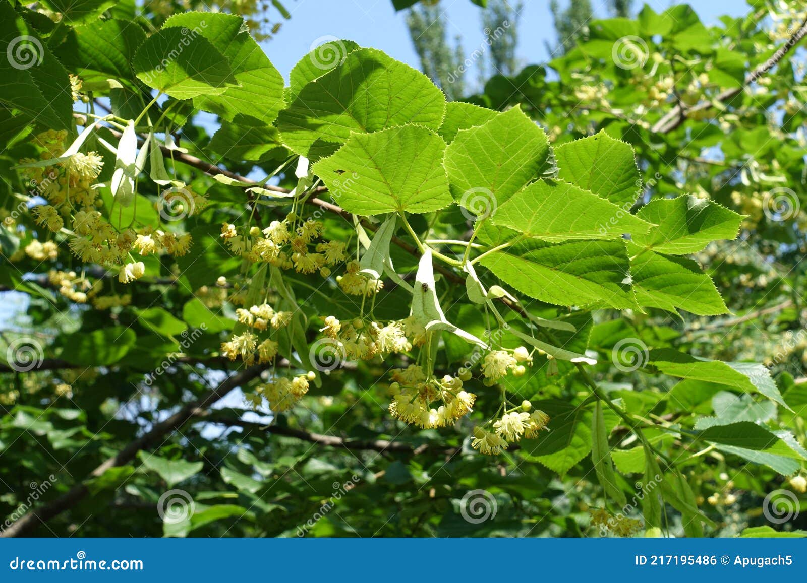 6月中旬的林登钟花库存照片 图片包括有植物群 弄脏 结构树 绿色 花期 绿叶 四季不断