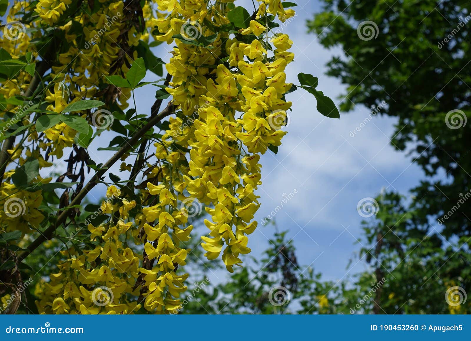 5月中旬蓝天蓝盘花期库存照片 图片包括有绿叶 照亮 绿色 四季不断 花期 工厂 本质