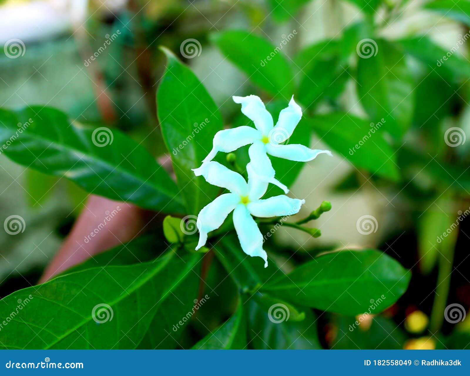 月光香花植物开花库存图片 图片包括有照亮 环境 绿色 绽放 同种疗法 五颜六色 字段