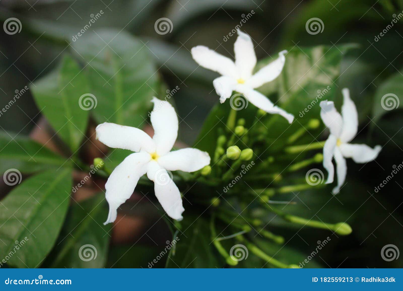 月光香花植物开花库存图片 图片包括有叶子 庭院 环境 茉莉花 同种疗法 自然 本质