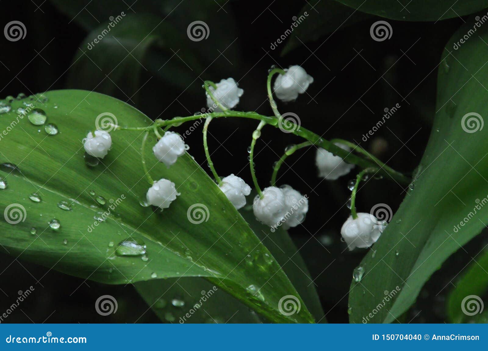 5月在雨以后的吊钟花库存照片 图片包括有百合 我们 木头 空白 泪花 小滴 庭院 精美