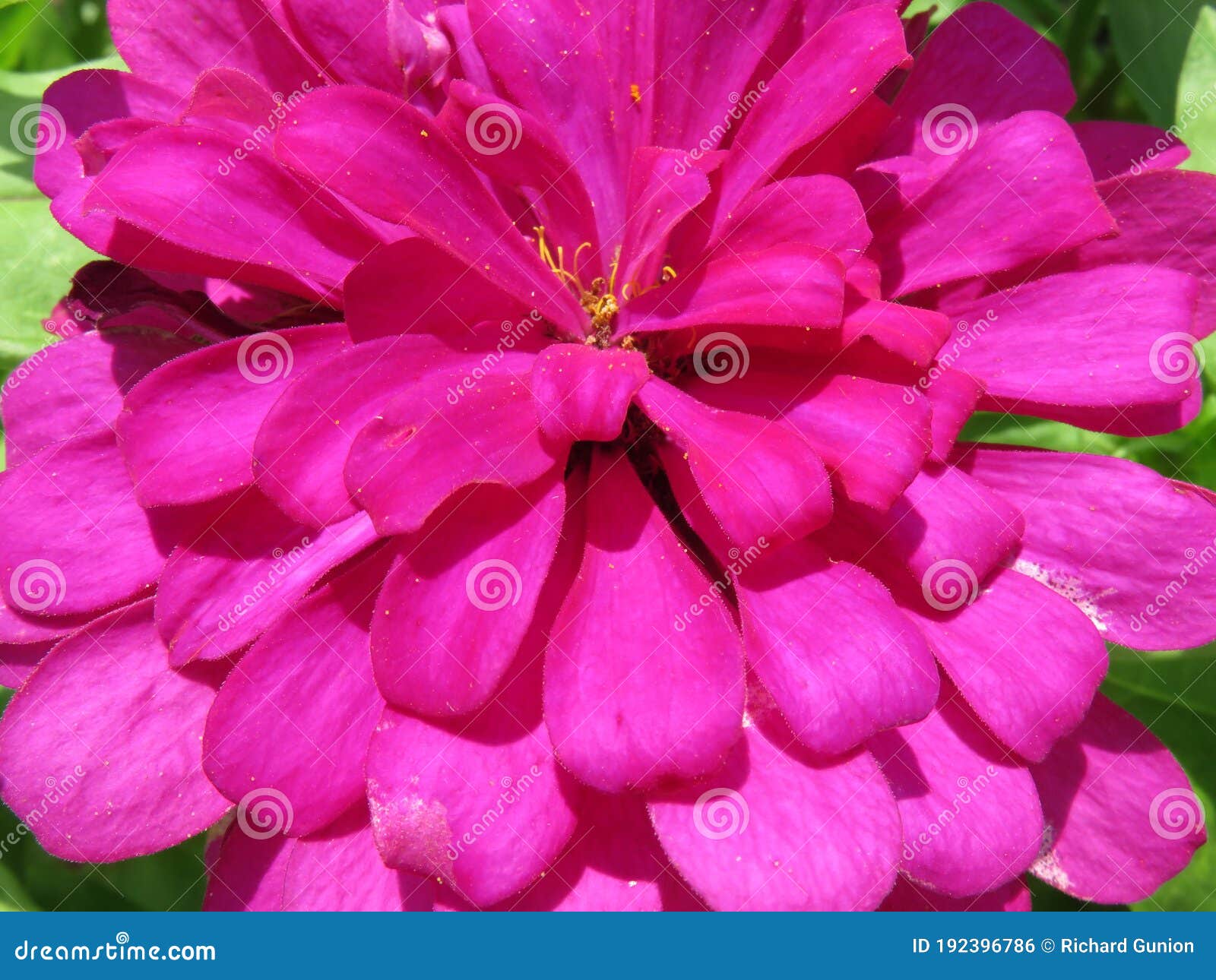 8月夏园紫津妮花库存照片 图片包括有本质 百日菊属 绿色 花瓣 夏天 威严的 被日光照射了 8月夏园紫津妮花库存照片 图片包括有本质 百日菊属 绿色 花瓣 夏天 威严的 被日光照射了