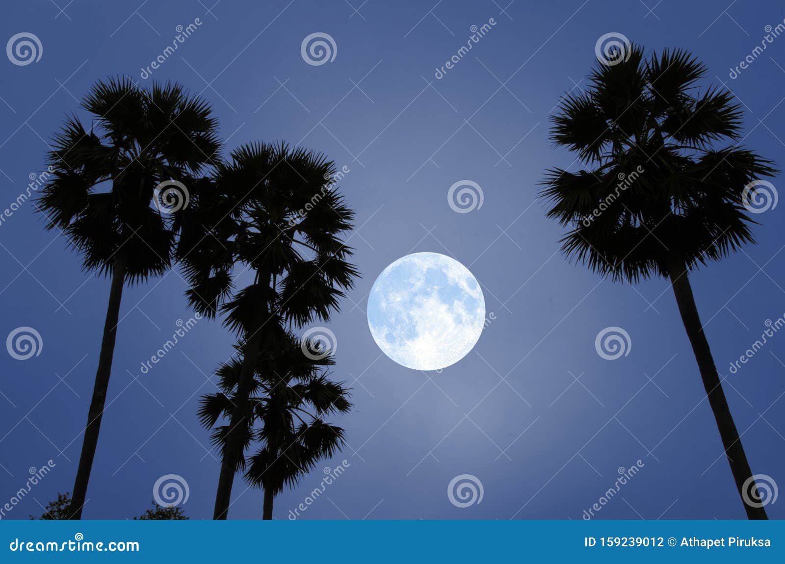 月夜黑糖棕榈库存照片 图片包括有 月夜黑糖棕榈库存照片 图片包括有