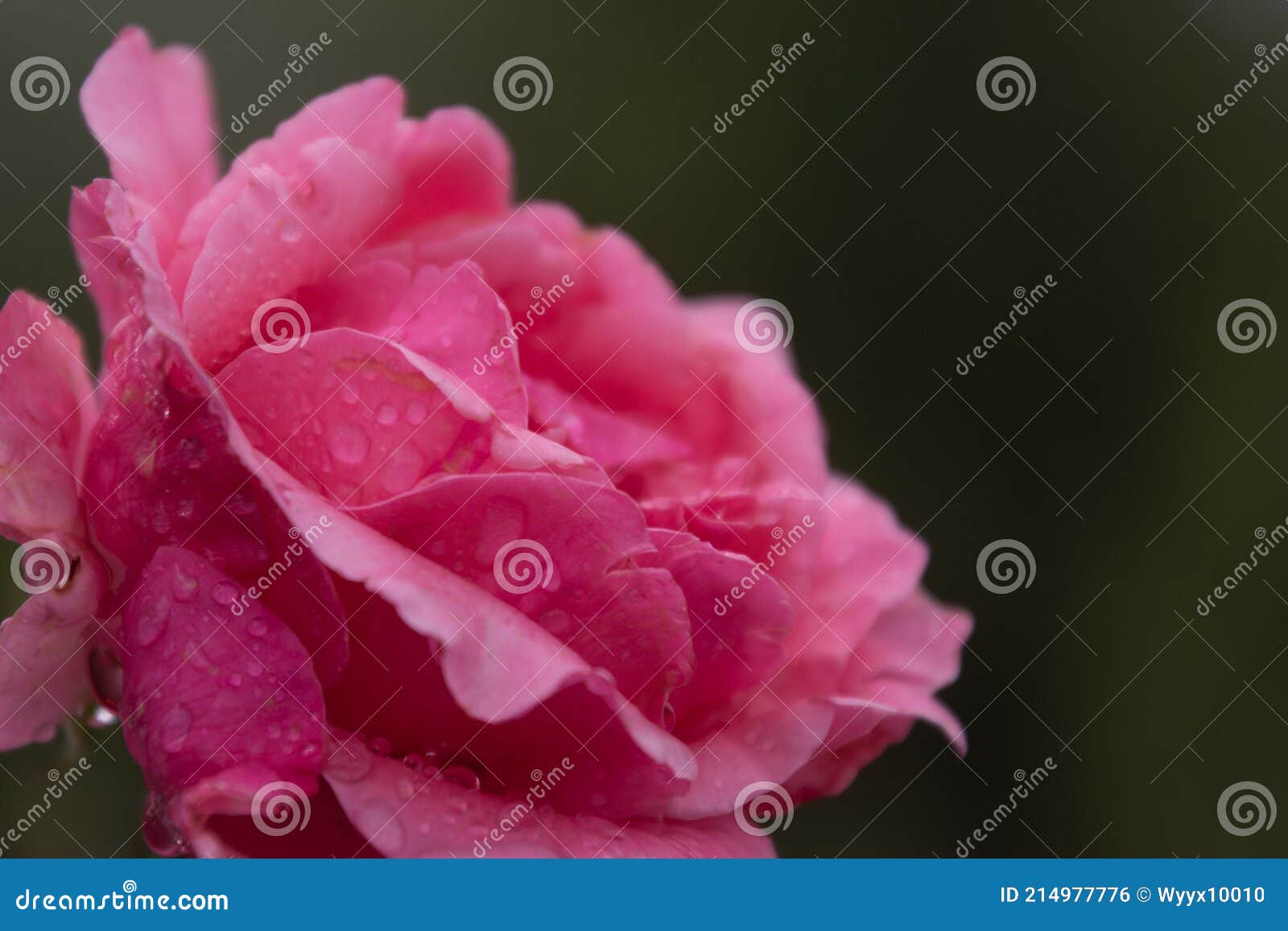 2 375 金黄diosma微小的叶子与桃红色花的装饰白合金篱芭photos Free Royalty Free Stock Photos From Dreamstime 2 375 金黄diosma微小的叶子与桃红色花的装饰白合金篱芭photos Free Royalty Free Stock Photos From Dreamstime