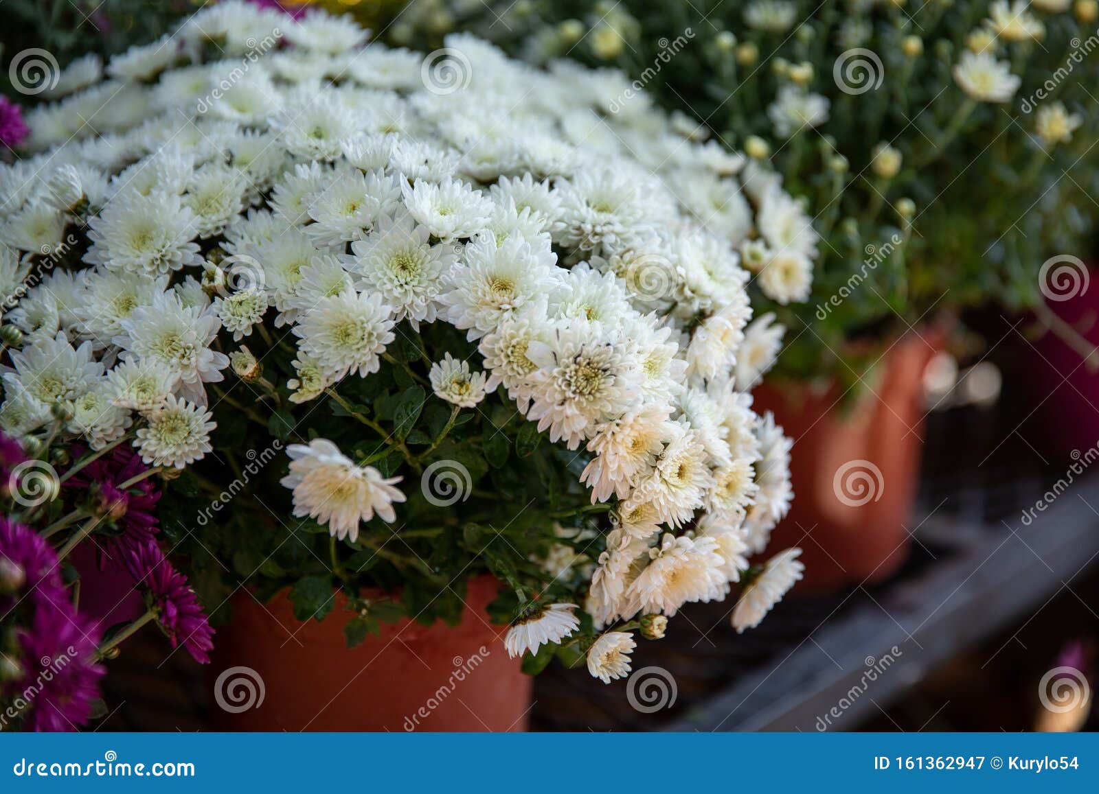 10月希腊花店盆栽白菊花库存图片 图片包括有颜色 花瓣 庭院 背包 设计 工厂 家庭