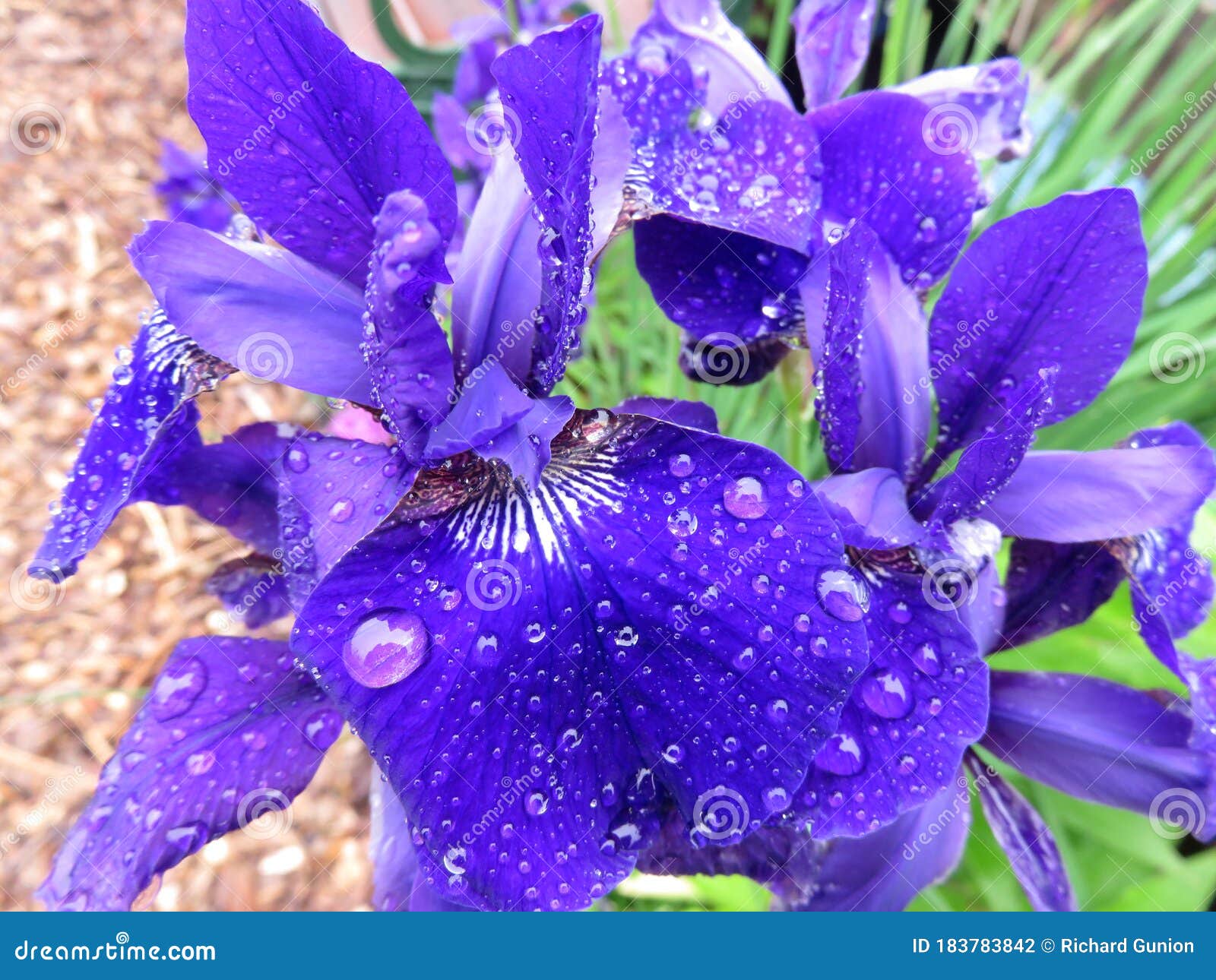 5月春雨的紫鸢花库存照片 图片包括有可以 开花 虹膜 紫色 庭院 绿色 花瓣 春天