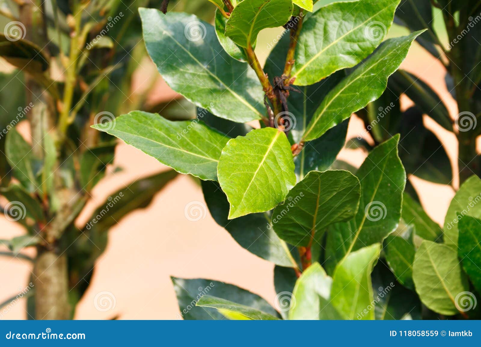 月桂叶树库存图片 图片包括有背包 健康 植物群 月桂树 营养 医学 草本 一堆 烹饪 月桂叶树库存图片 图片包括有背包 健康 植物群 月桂树 营养 医学 草本 一堆 烹饪