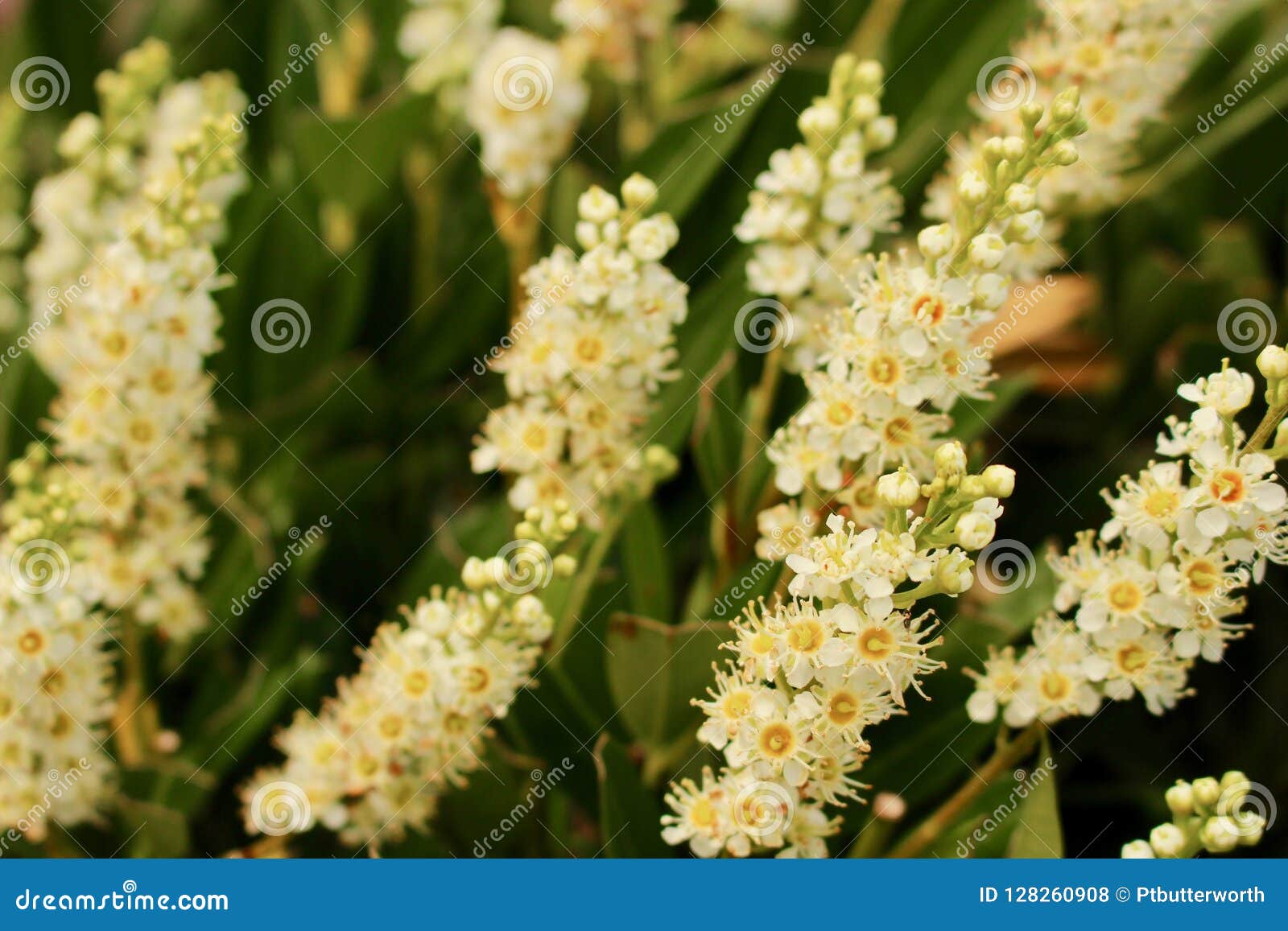 月桂树树篱多个花钉开花 樱桃月桂树 李属rotundifolia 库存照片 图片包括有关闭 套期交易