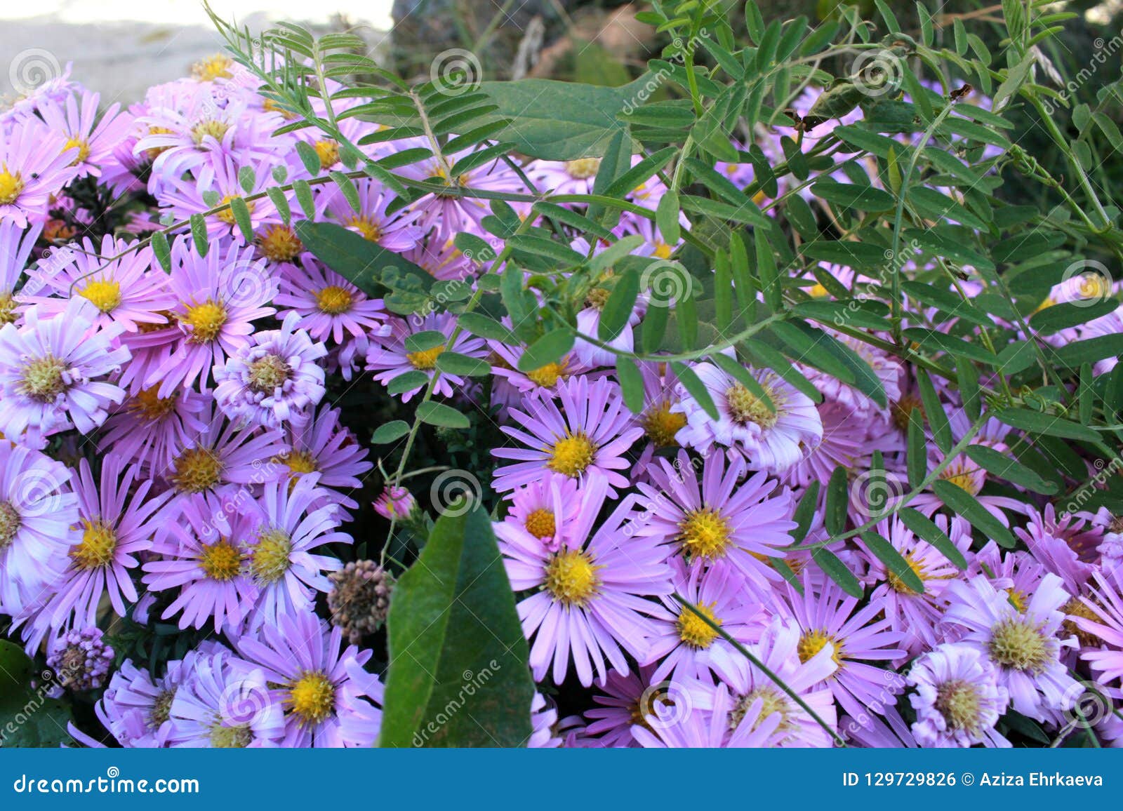 9月精美紫色小花 早期的秋天灌木花库存照片 图片包括有庭院 花束 灌木 摄影 精美 工厂