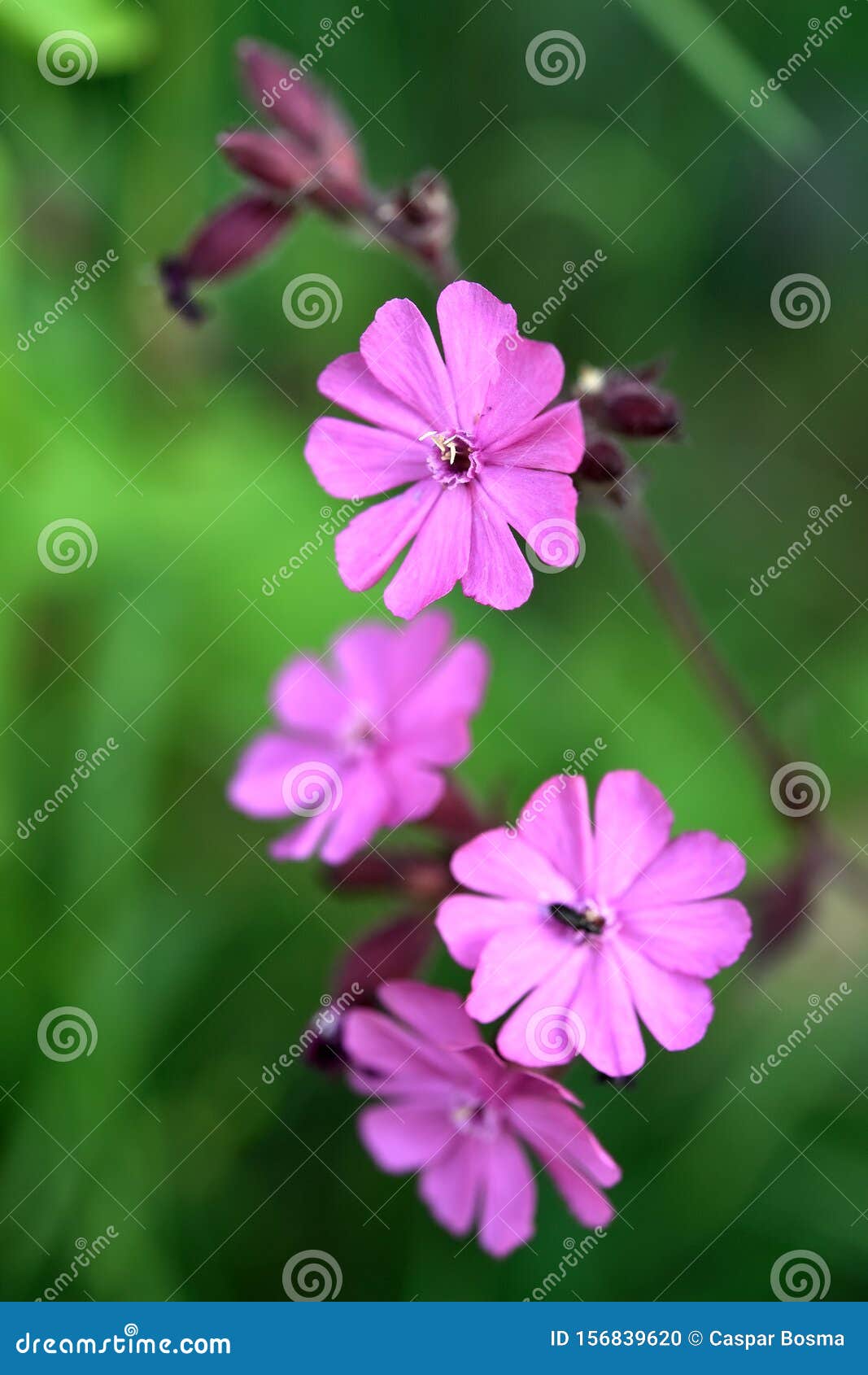 6月野生植物开花的玫瑰花状粉红色花朵库存照片 图片包括有少许 黑暗 上色 长毛 有肋骨