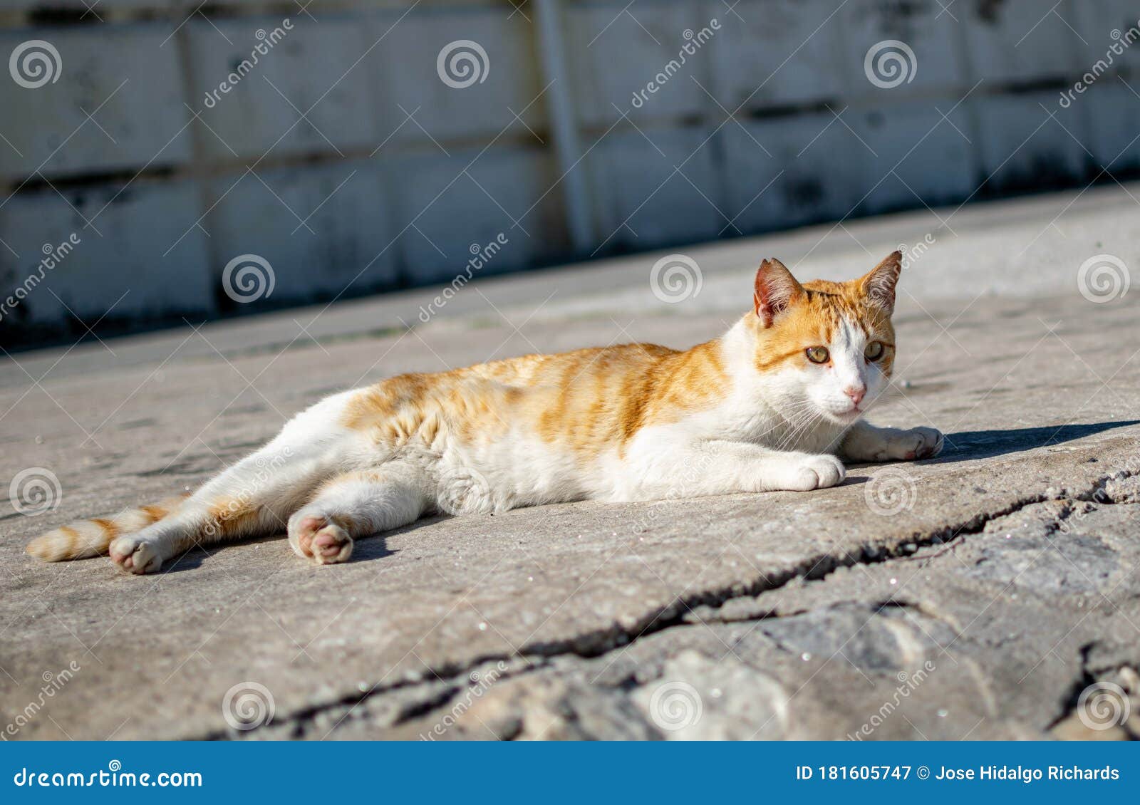 有午睡的姜猫库存图片 图片包括有楼梯栏杆 肋前缘 可口 新近地 特写镜头 装饰 建筑 有午睡的姜猫库存图片 图片包括有楼梯栏杆 肋前缘 可口 新近地 特写镜头 装饰 建筑