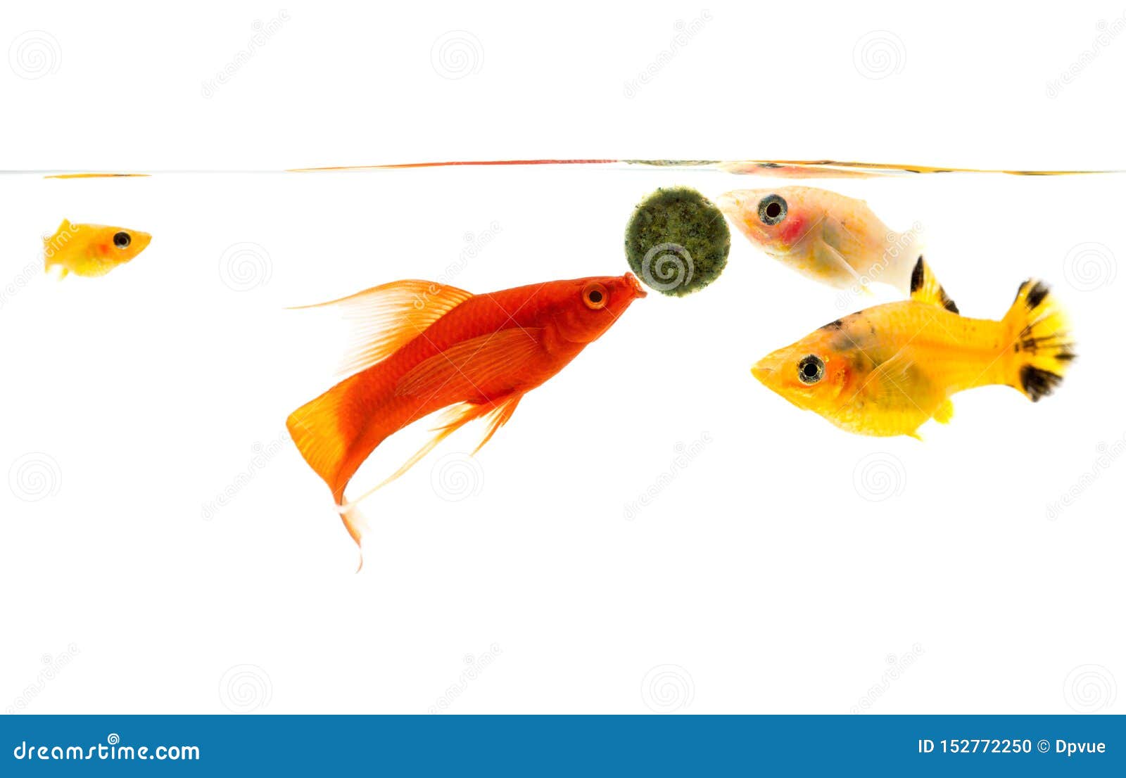 有各种各样的鱼的鱼缸水族馆 金鱼与泡影库存照片 图片包括有敌意 全能 装饰 动物区系 无忧无虑 有各种各样的鱼的鱼缸水族馆 金鱼与泡影库存照片 图片包括有敌意 全能 装饰 动物区系 无忧无虑