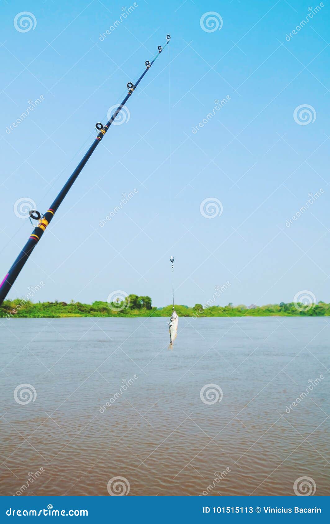 有在鱼钩钩的Lambari鱼的钓鱼竿作为诱饵库存图片. 图片包括有游人, 安排, 标尺, 粗鲁的人- 101515113