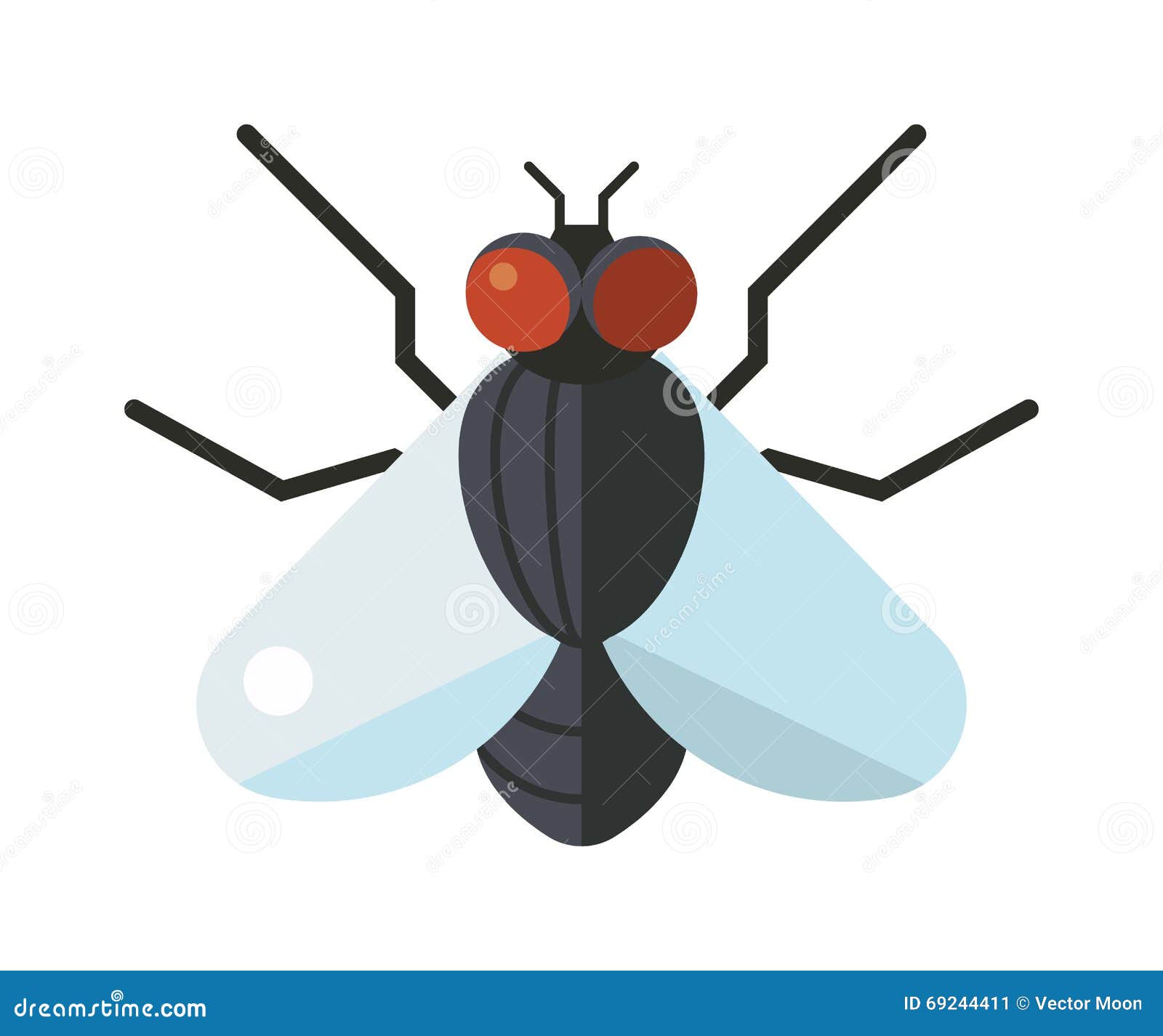 有大眼睛长毛的腿平的传染媒介的青蝇飞行昆虫种类calliphora Vomitoria