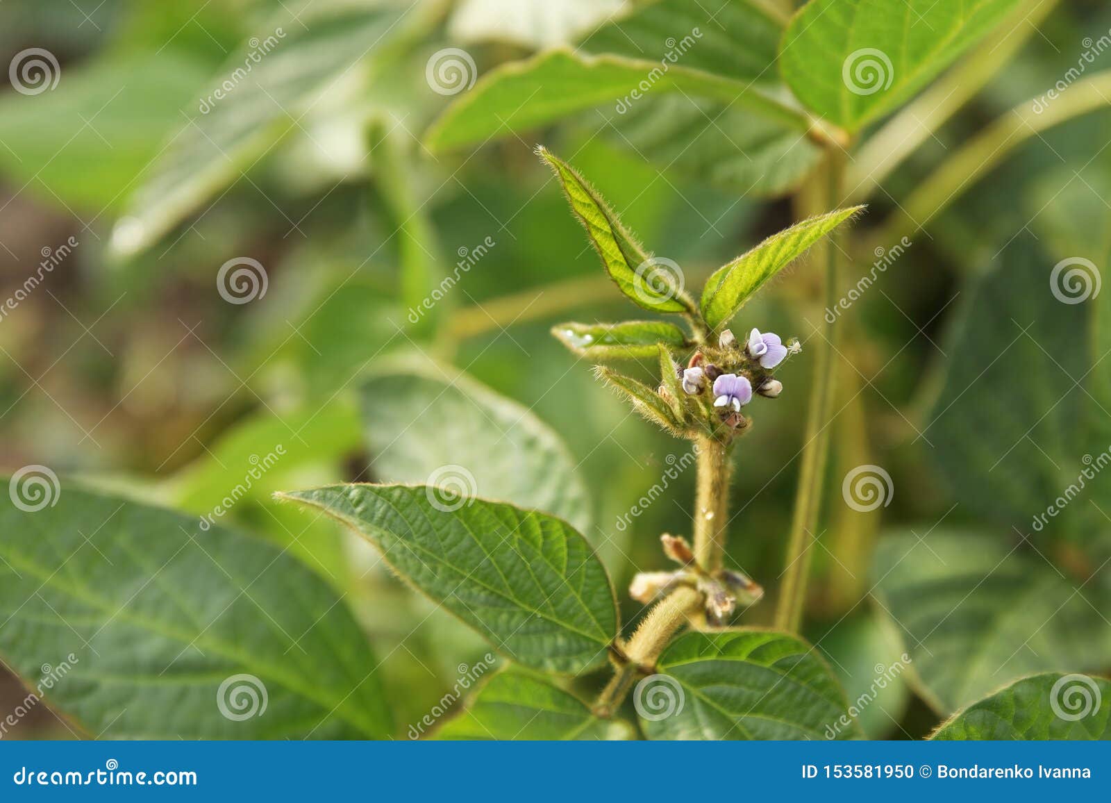 有微小的花的年轻大豆植物在培养的大豆领域库存照片 图片包括有有微小的花的年轻大豆植物在培养的大豆领域