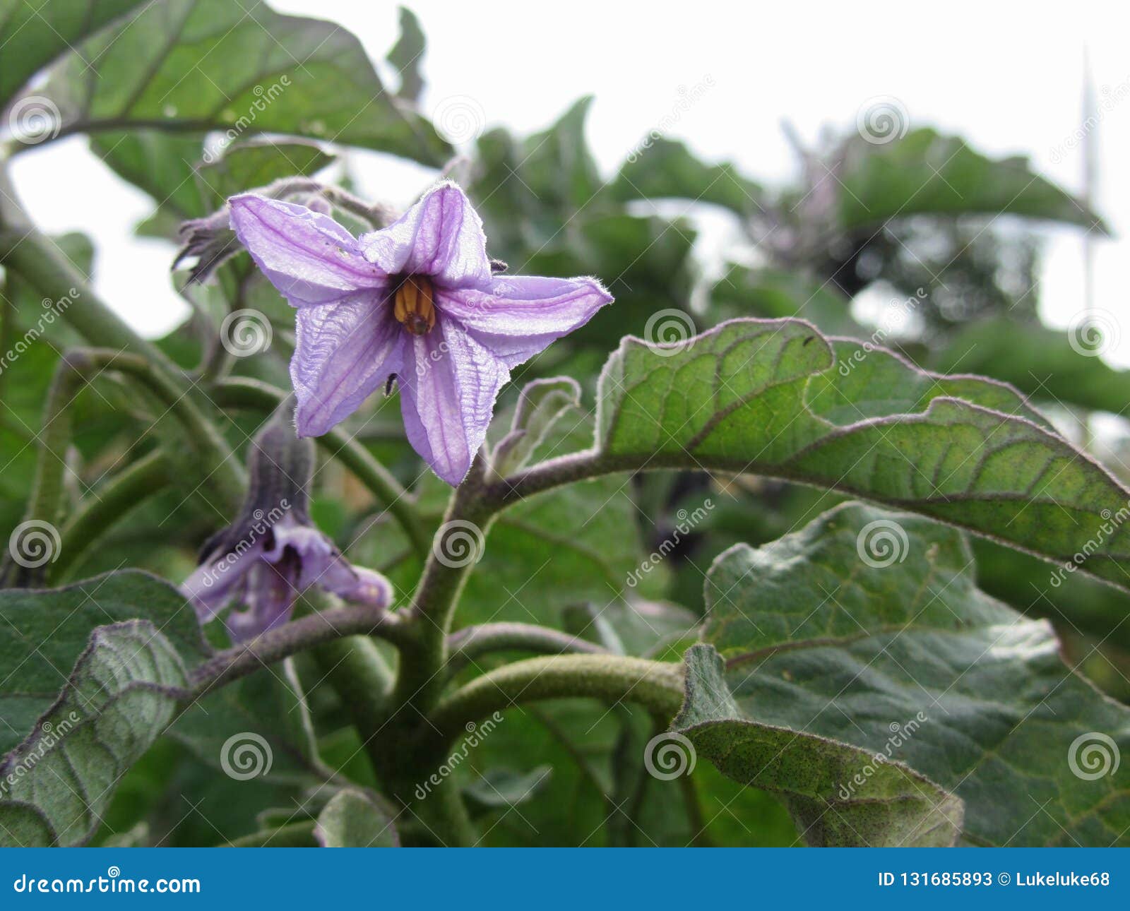 有机紫色茄子花在庭院里茄子植物开花库存图片 图片包括有