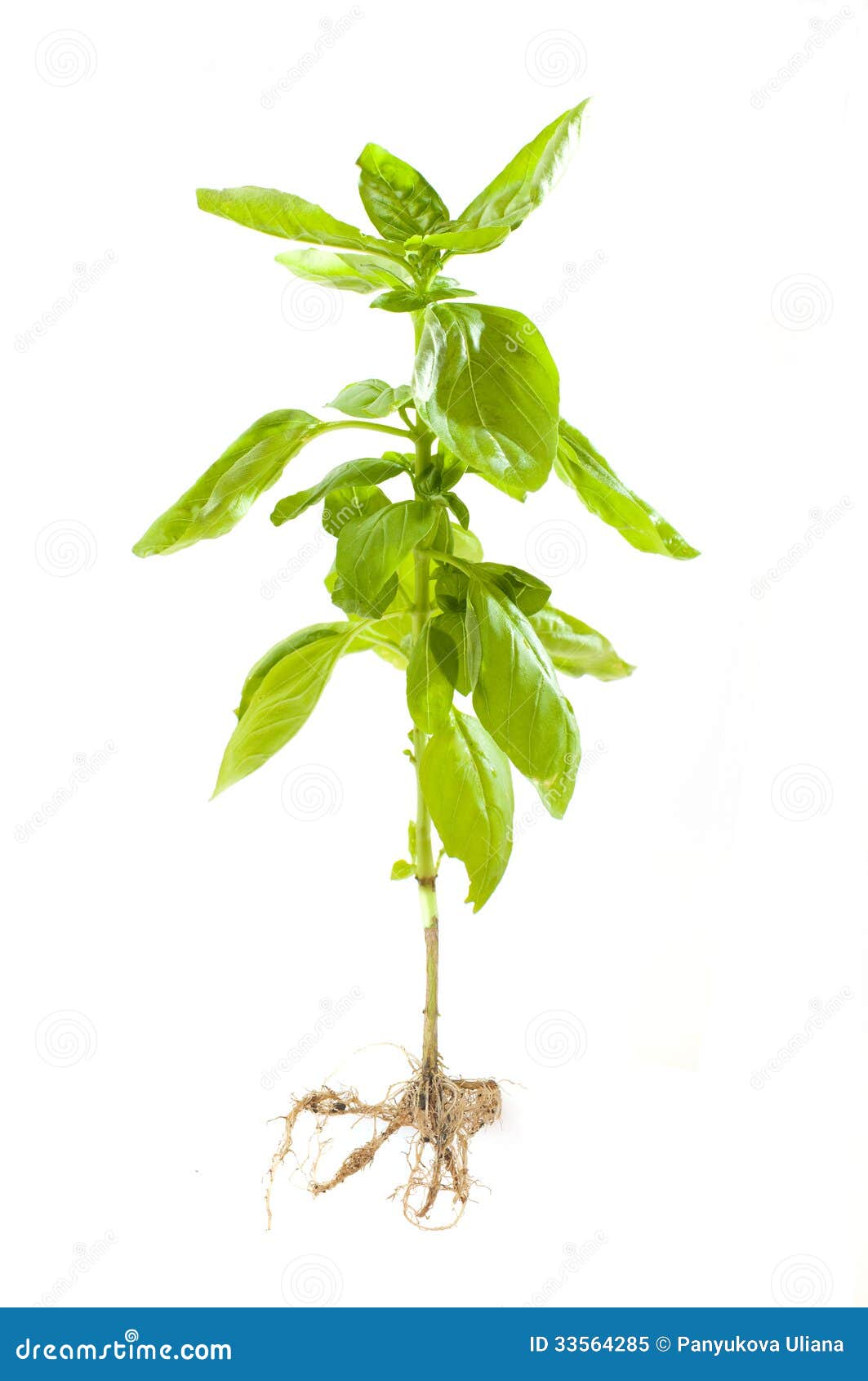 有根的蓬蒿植物库存图片 图片包括有查出 春天 夏天 从事园艺 香料 庭院 男低音 绿叶 有根的蓬蒿植物库存图片 图片包括有查出 春天 夏天 从事园艺 香料 庭院 男低音 绿叶