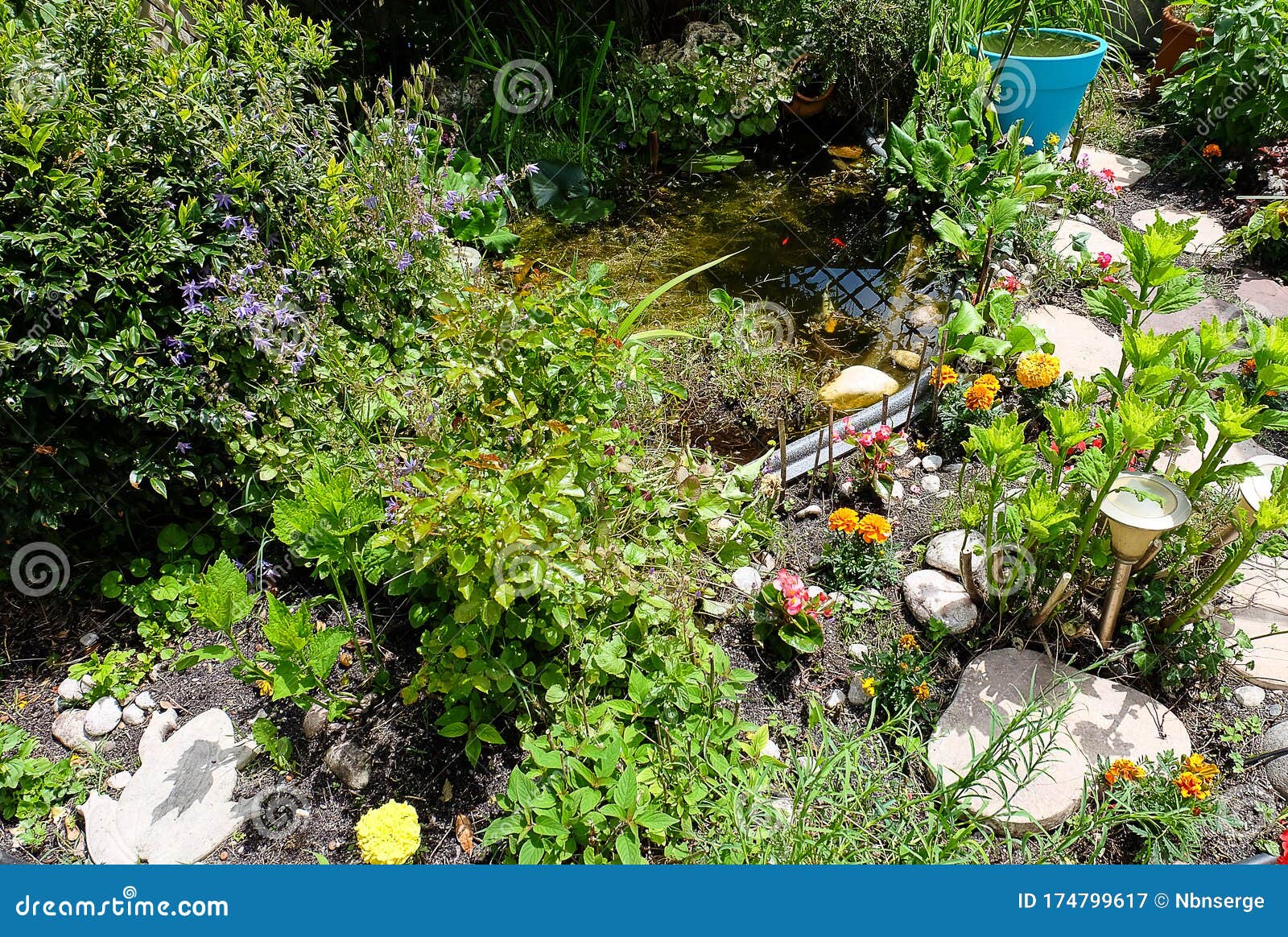 有植物 花和鱼塘的房子的花园库存图片 图片包括有城市 本质 晒裂 绿色 收获 结构树