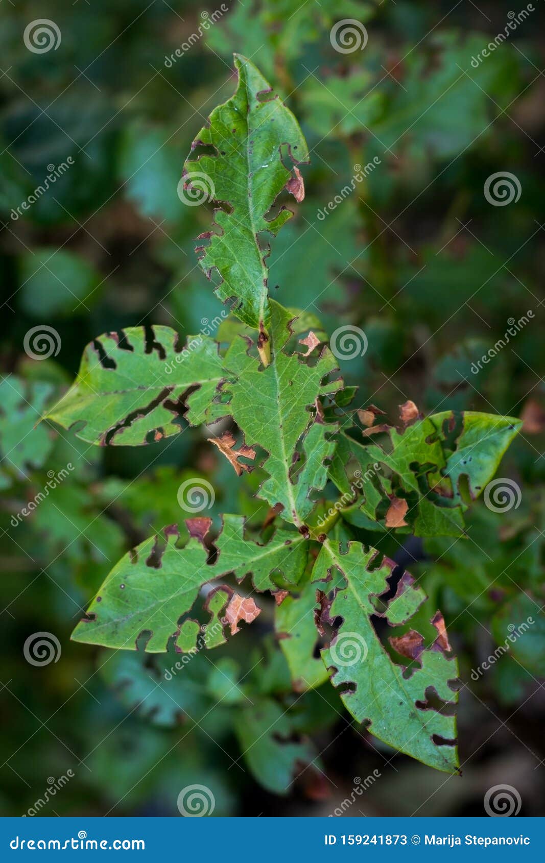有洞的蓝莓植物叶被害虫侵蚀园艺问题概念库存图片 图片包括有敌人 增长 被照顾的 母狗 传染