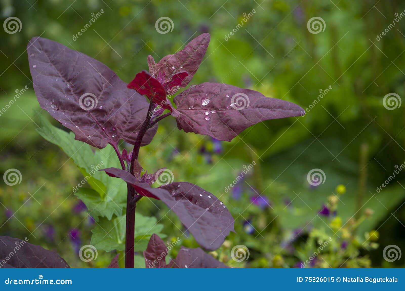 有深紫红色叶子和雨下落的植物库存图片 图片包括有植物群 露水 本质 工厂 深紫红色 叶子 有深紫红色叶子和雨下落的植物库存图片 图片包括有植物群 露水 本质 工厂 深紫红色 叶子