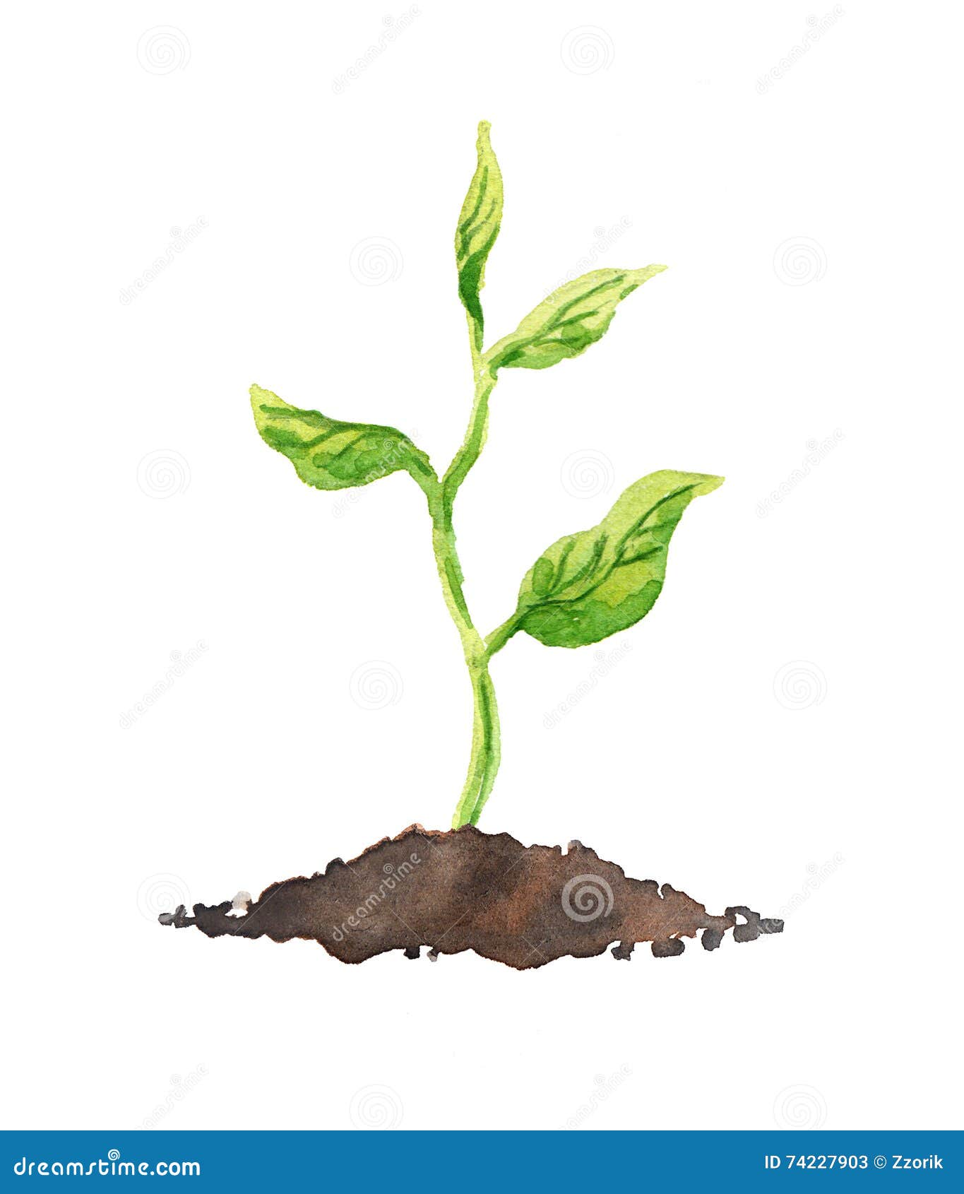 有生长在土壤的叶子的绿色植物水彩库存例证 插画包括有 有生长在土壤的叶子的绿色植物水彩库存例证 插画包括有