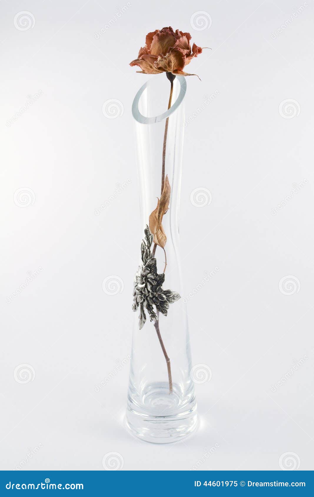 有的透明花瓶凋枯的在白色上升了库存图片 图片包括有
