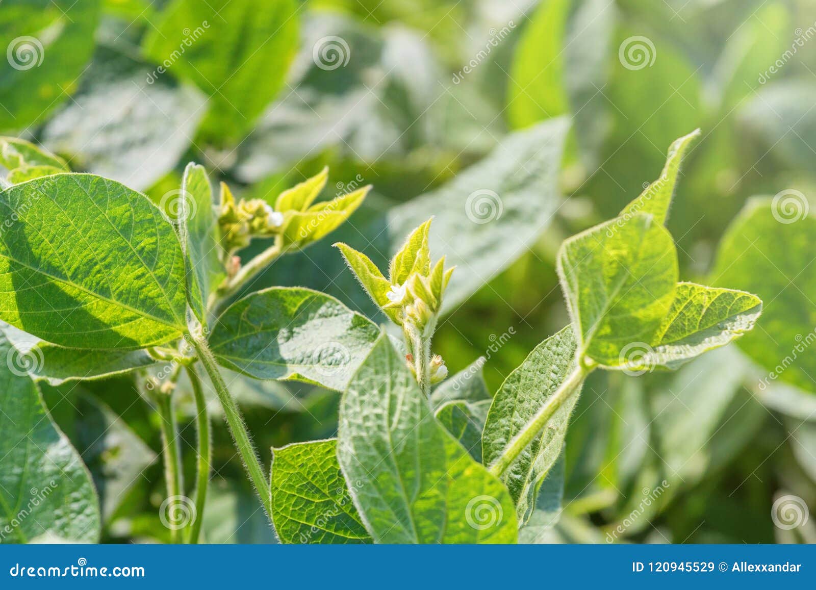 有花的年轻大豆植物生长开花的大豆库存图片 图片包括有绿色 本质 吊舱 生长 工厂 陆运