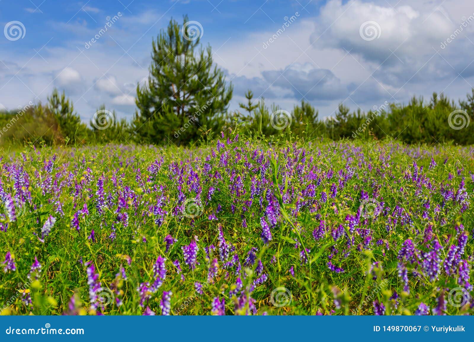 有花的美丽的绿色大草原库存图片 图片包括有