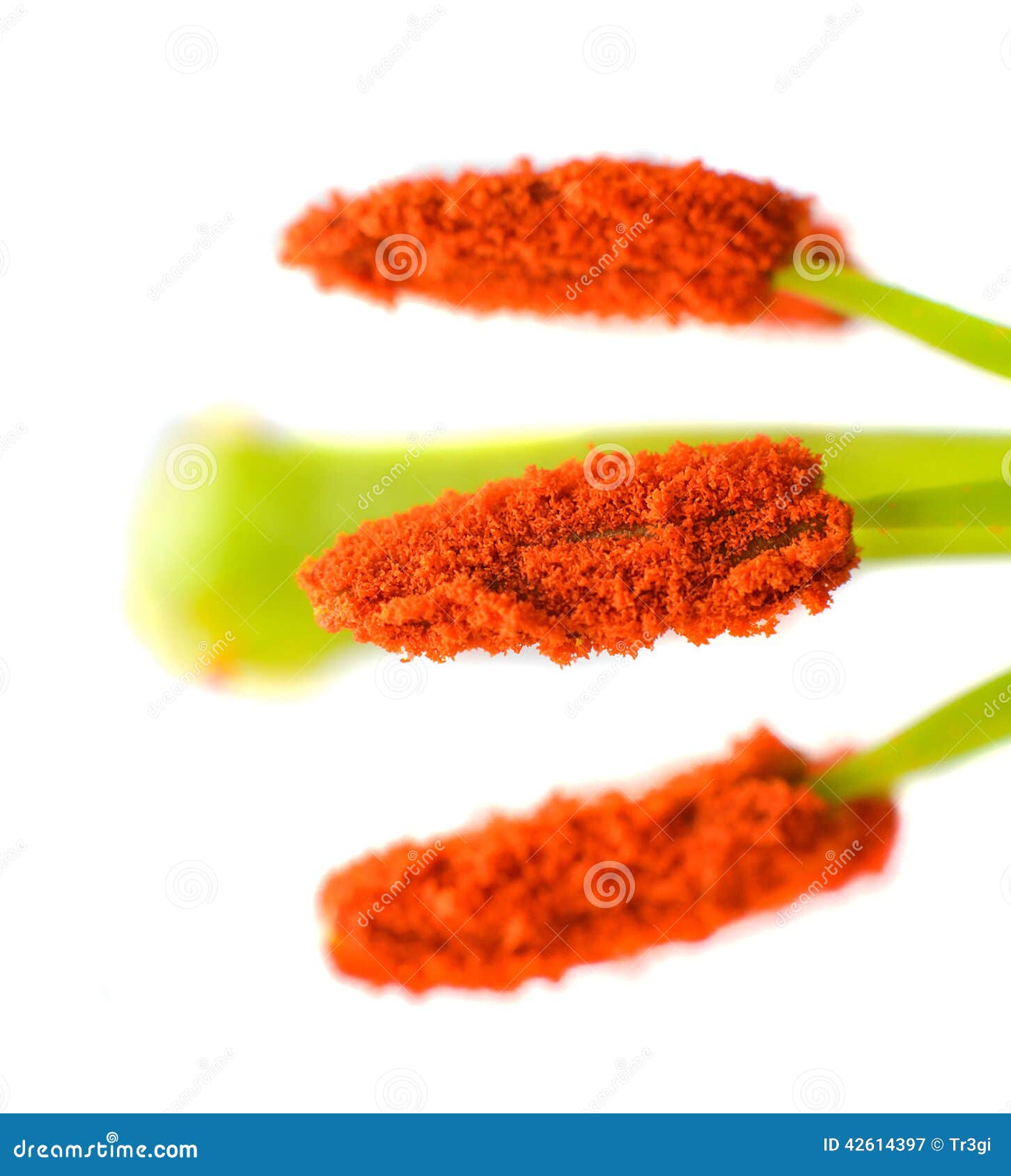 有花粉的花药在白色隔绝的花特写镜头库存图片 图片包括有 有花粉的花药在白色隔绝的花特写镜头库存图片 图片包括有