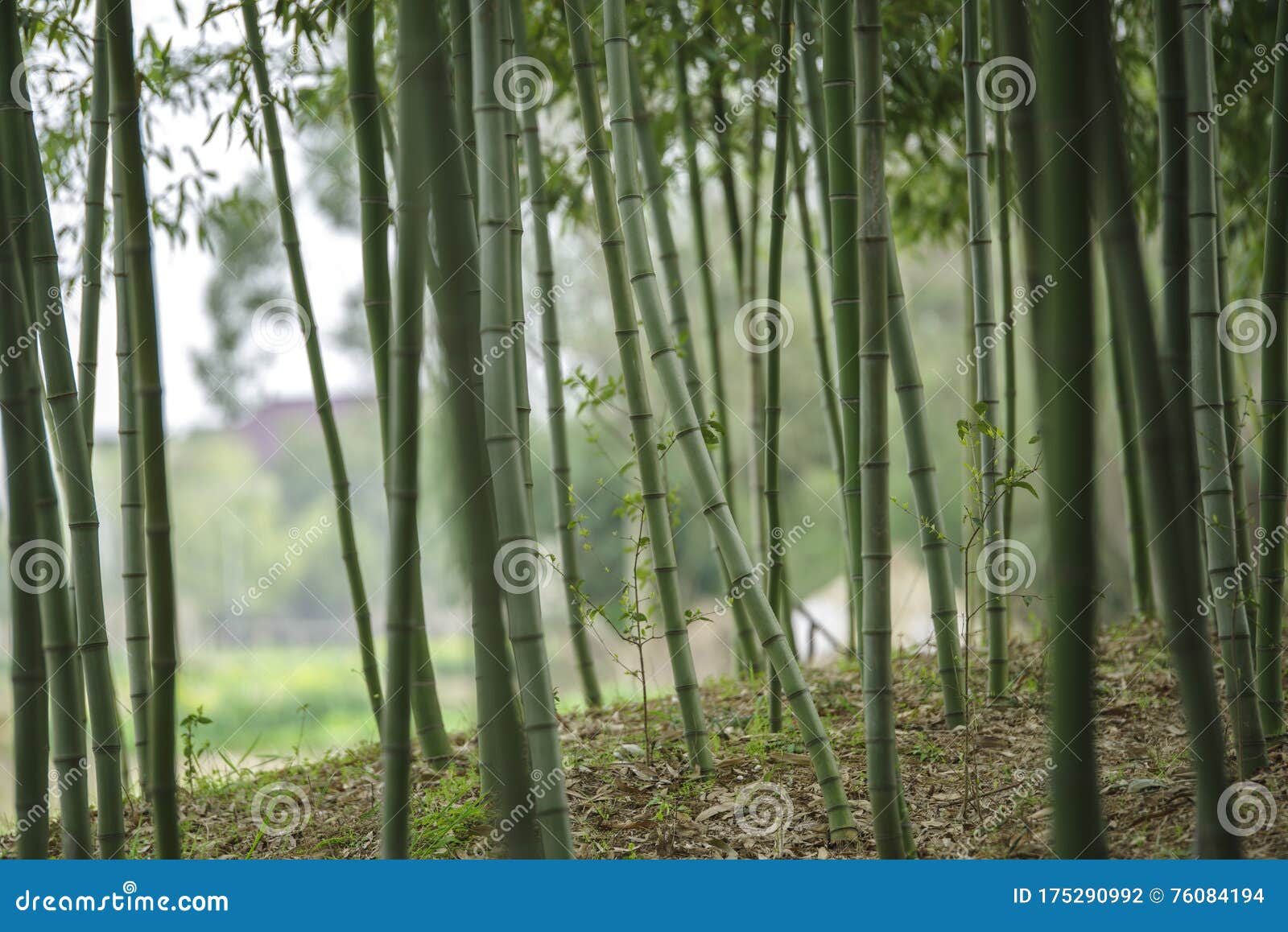 有韵律的竹林库存照片 图片包括有自由地 非常 查找 森林 节奏性 增长 一个 混乱