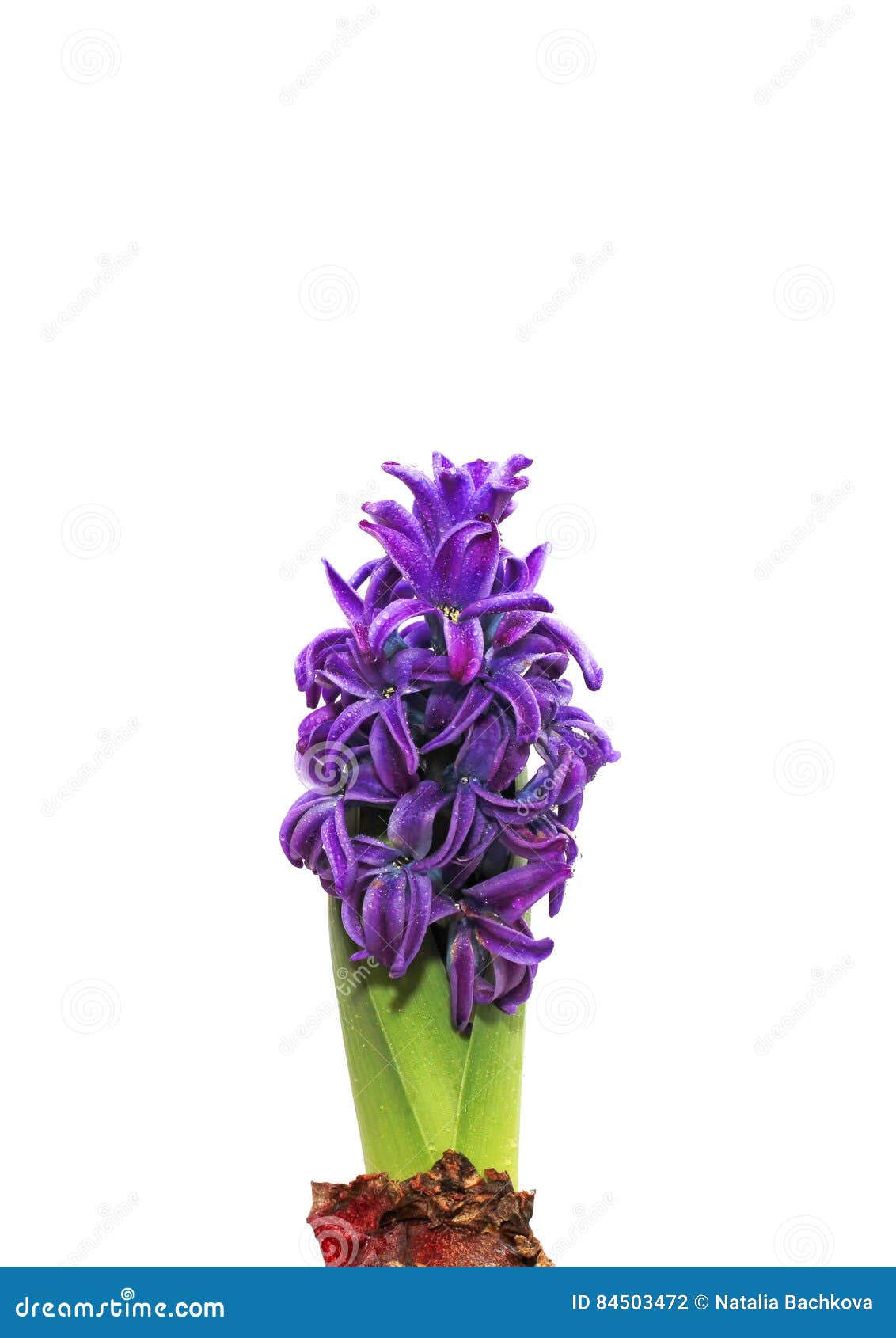 有绿色叶子和美丽的紫色花的风信花植物在白色背景库存照片 图片包括有活动 空白 绽放 风信花