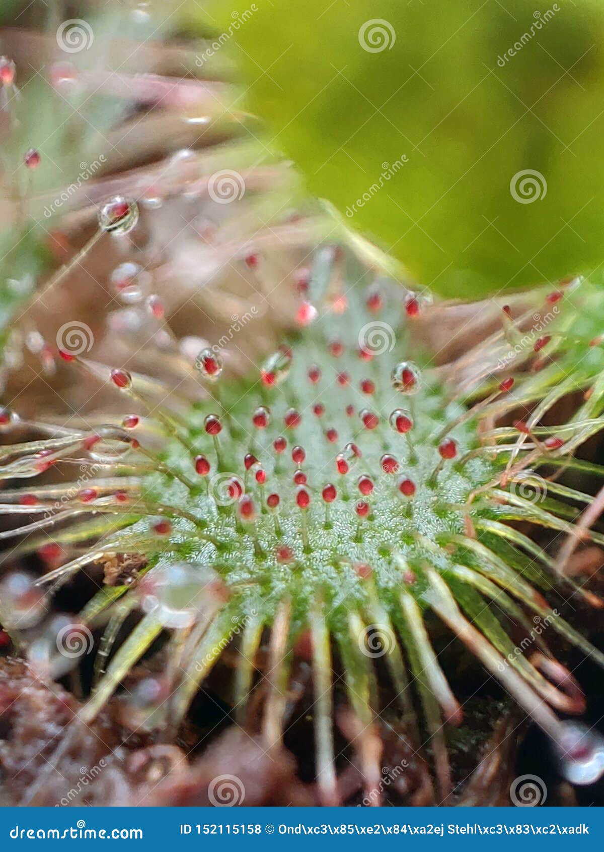 有trichomes的茅膏菜属植物肉食植物库存照片 图片包括有有trichomes的茅膏菜属植物肉食植物