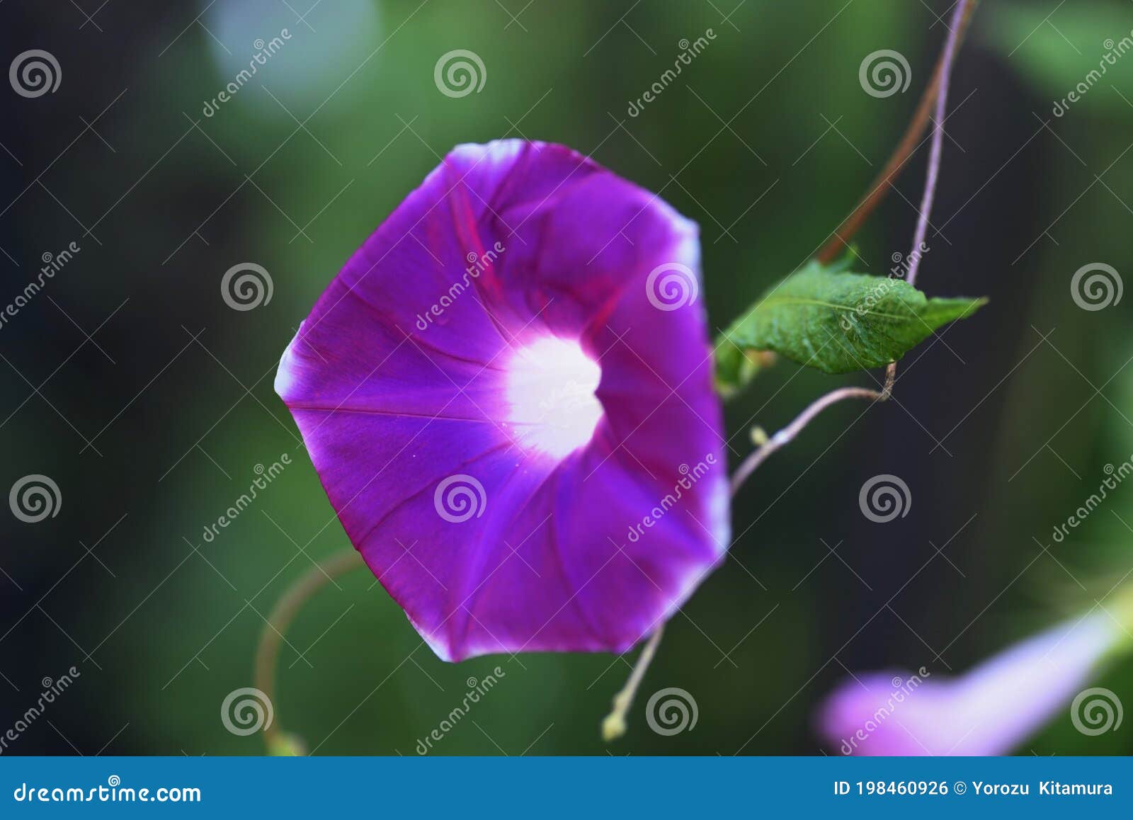 朝顔の花 Stock Photo Image Of Nature Flower Garden Blue