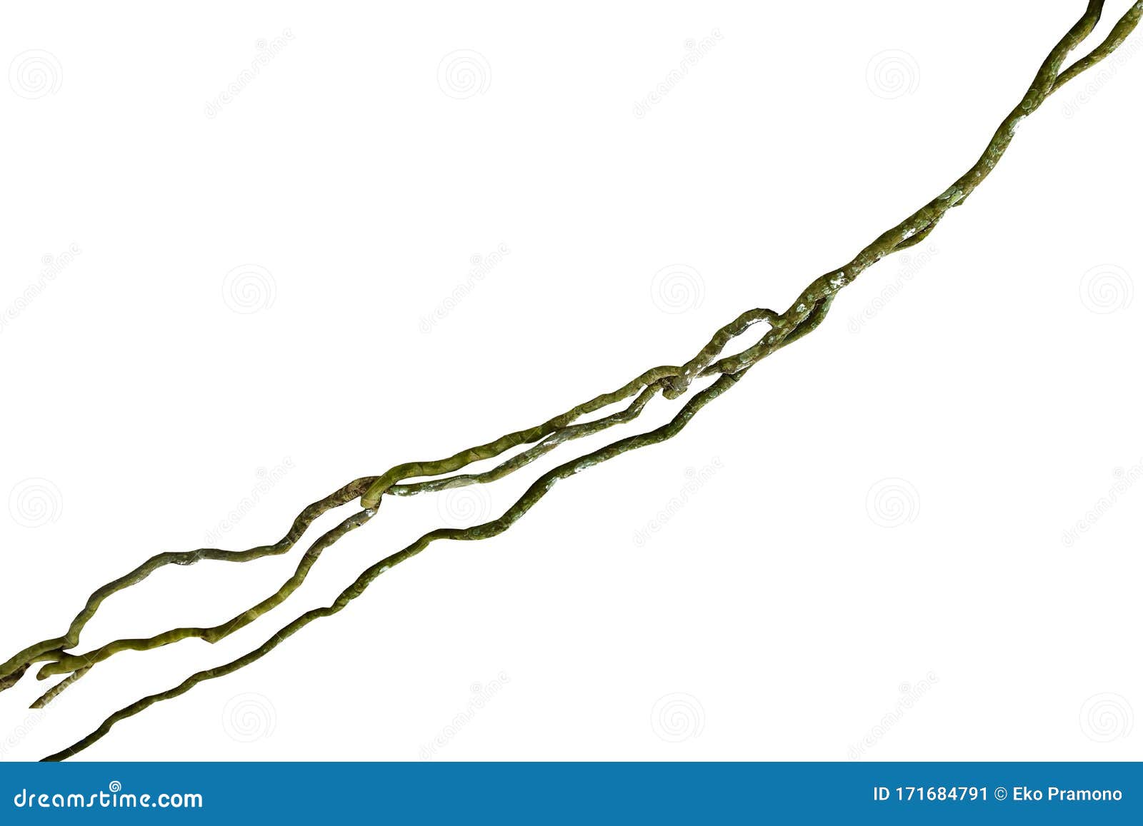 木根白背景上的螺旋扭曲丛林树枝藤蔓植物 包括修剪路径库存图片 图片包括有增长 艺术 木根白背景上的螺旋扭曲丛林树枝藤蔓植物 包括修剪路径库存图片 图片包括有增长 艺术