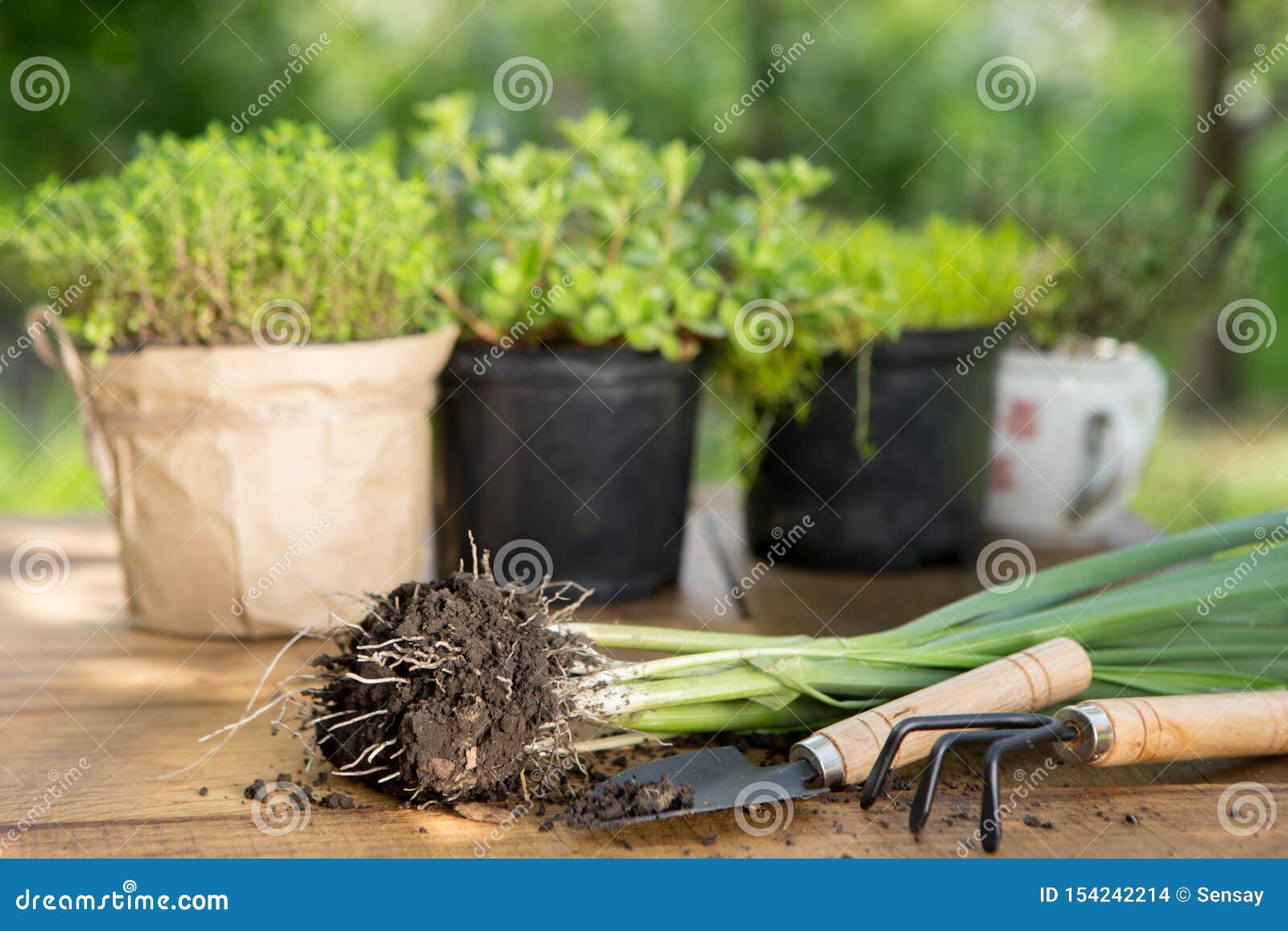 木桌上的秧苗 盆栽植物和园具 绿树背景 园林概念库存照片 图片包括有