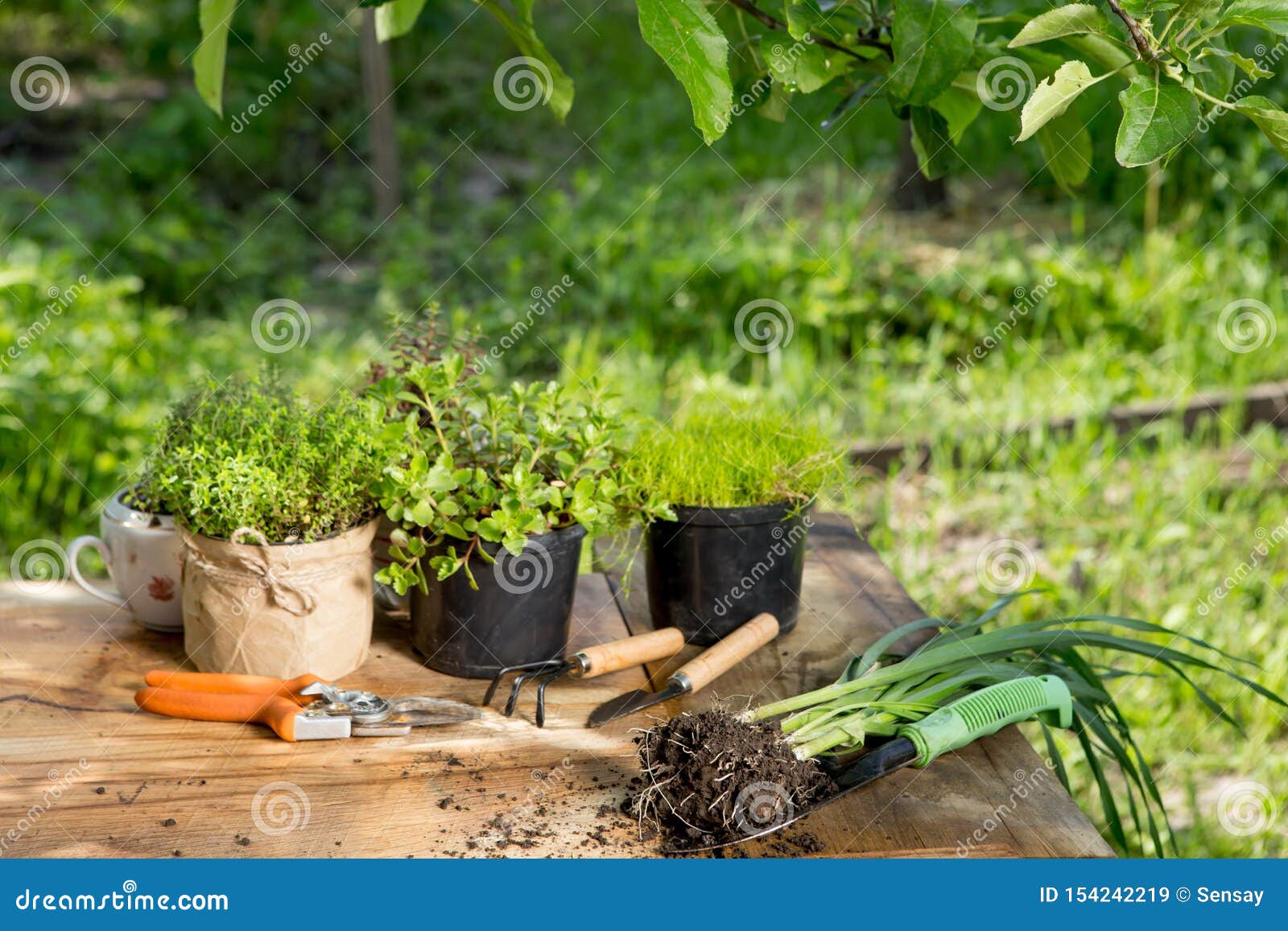木桌上的秧苗 盆栽植物和园具 绿树背景 园林概念库存图片 图片包括有 木桌上的秧苗 盆栽植物和园具 绿树背景 园林概念库存图片 图片包括有