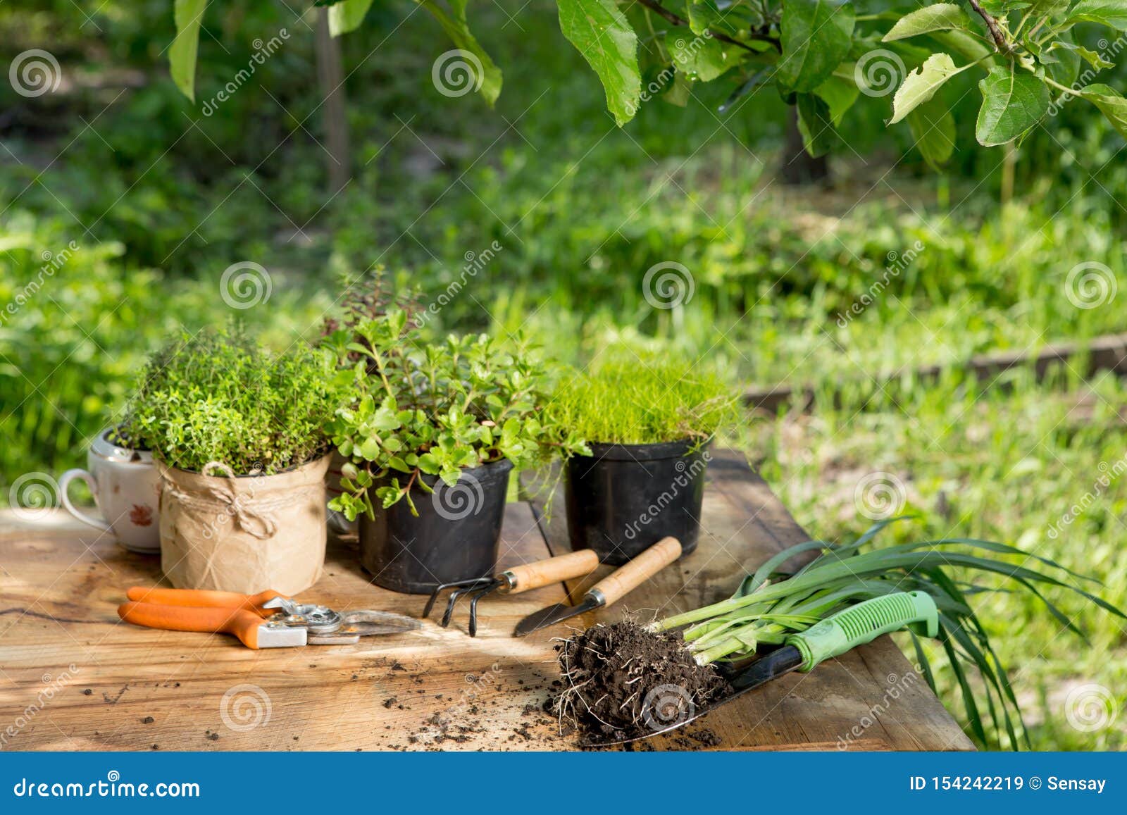 木桌上的秧苗 盆栽植物和园具 绿树背景 园林概念库存图片 图片包括有