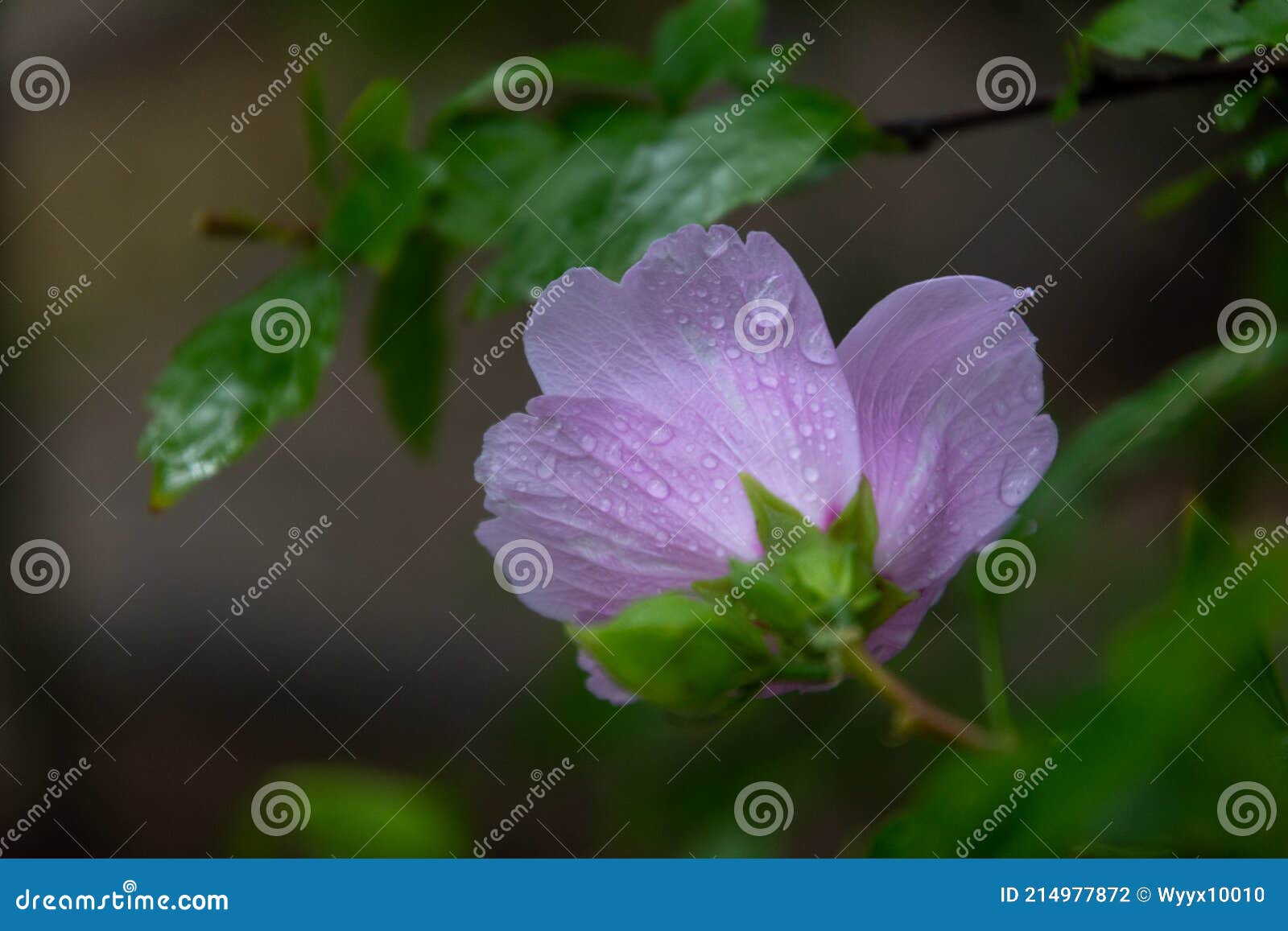 木槿 学名 Hibiscus Syriacus Linn Stock Photo Image Of 木槿花是一种自身风格十分特别的花卉种类有自己独特的魅力象征着生命的强大与生生不息nhibiscus Flower 木槿 学名 Hibiscus Syriacus Linn Stock Photo Image Of 木槿花是一种自身风格十分特别的花卉种类有自己独特的魅力象征着生命的强大与生生不息nhibiscus Flower