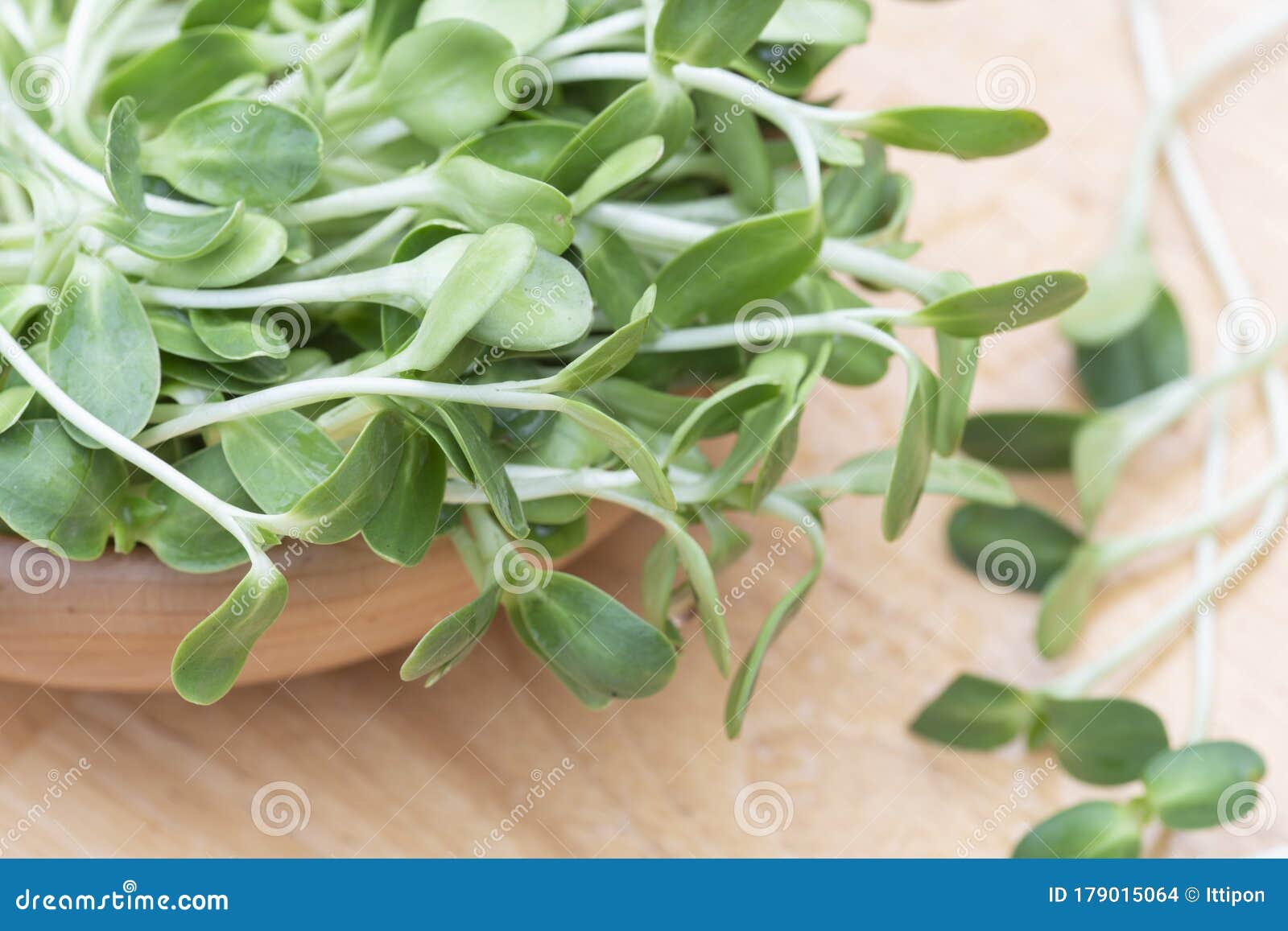 木碗中鲜绿的向日葵苗库存照片 图片包括有叶子 维生素 蔬菜 有机 食物 绿色 烹调