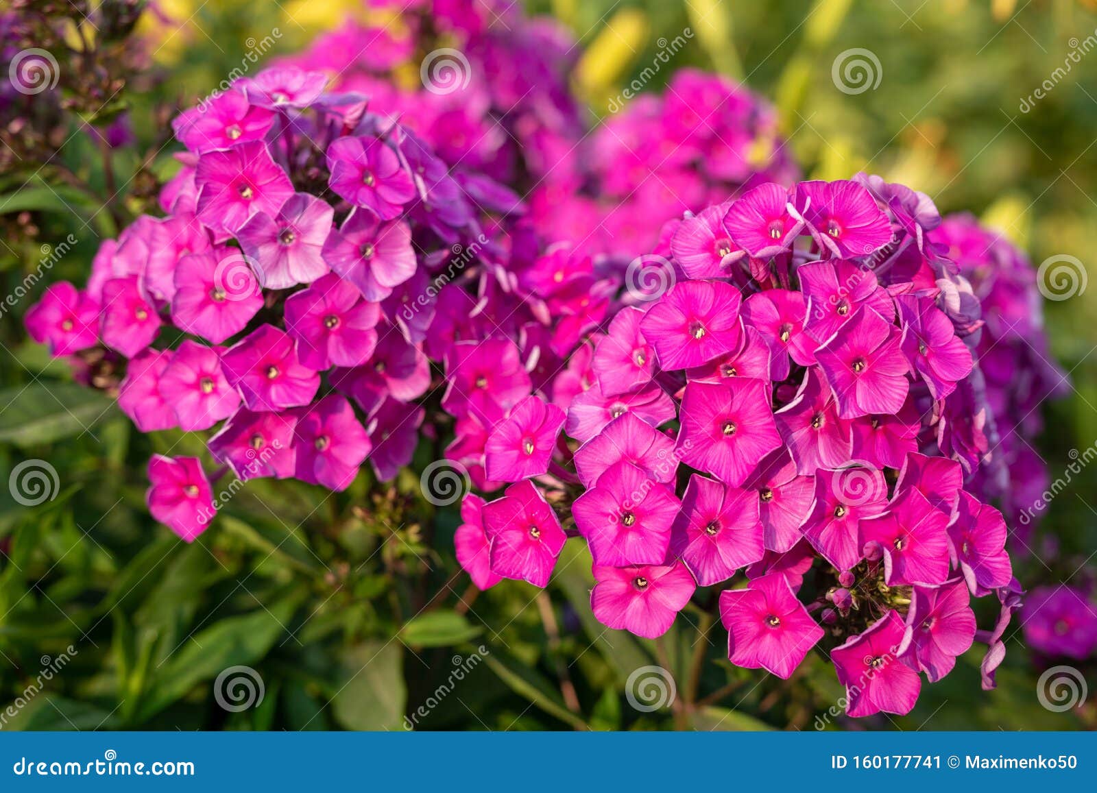 木耳紫火花 花园紫花 常年紫花库存图片 图片包括有植物群 开花的 从事园艺 五颜六色 绽放 木耳紫火花 花园紫花 常年紫花库存图片 图片包括有植物群 开花的 从事园艺 五颜六色 绽放