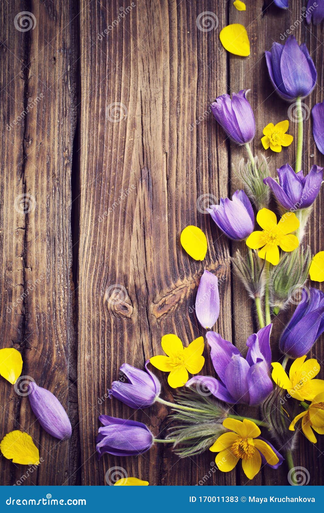 木质背景中的春紫色和黄色花库存图片 图片包括有花瓣 没人 土气 开花的 黑暗 绽放 详细资料