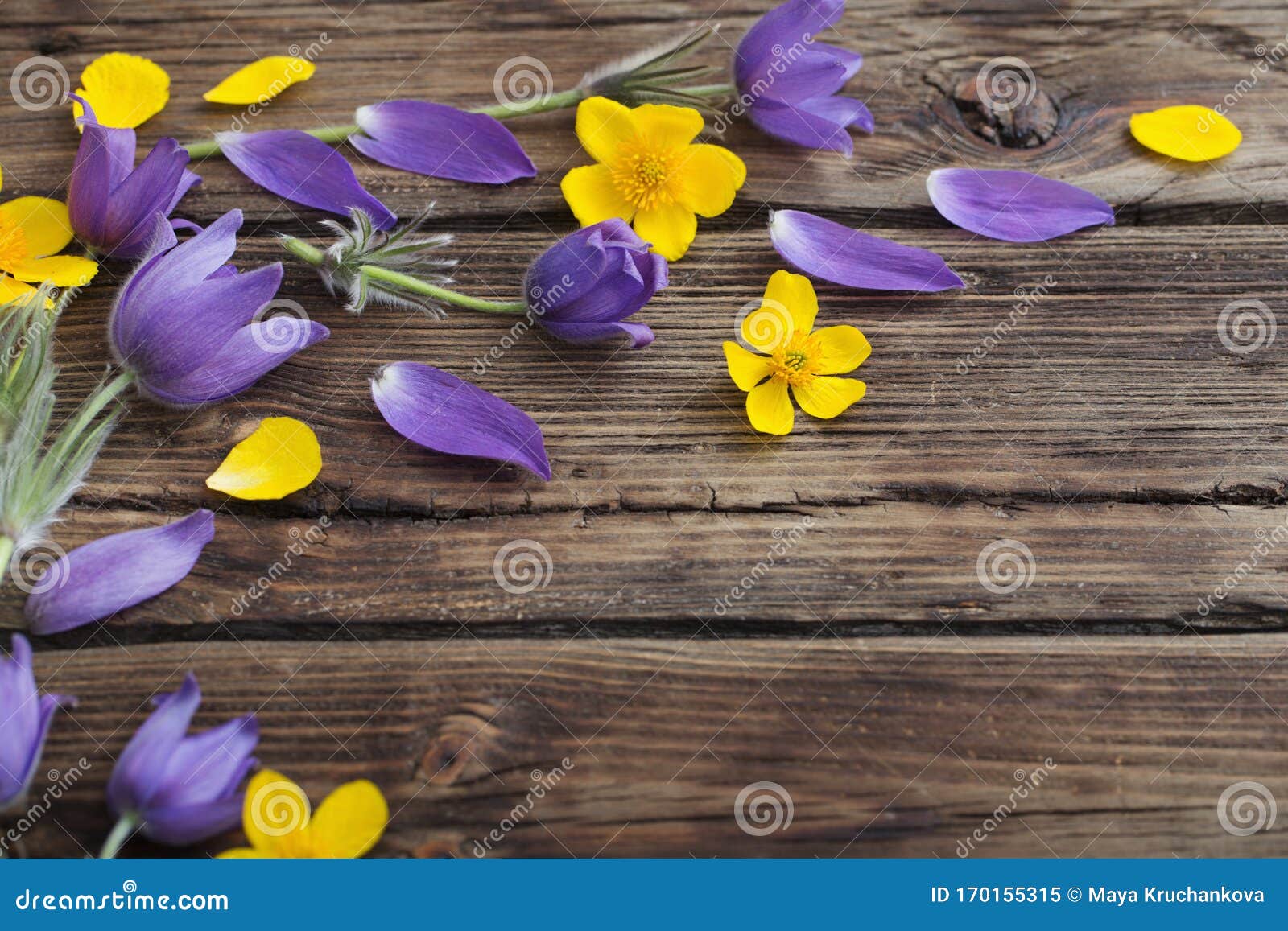 木质背景中的春紫色和黄色花库存图片 图片包括有医疗 开花 没人 背包 植物群 本质 草本