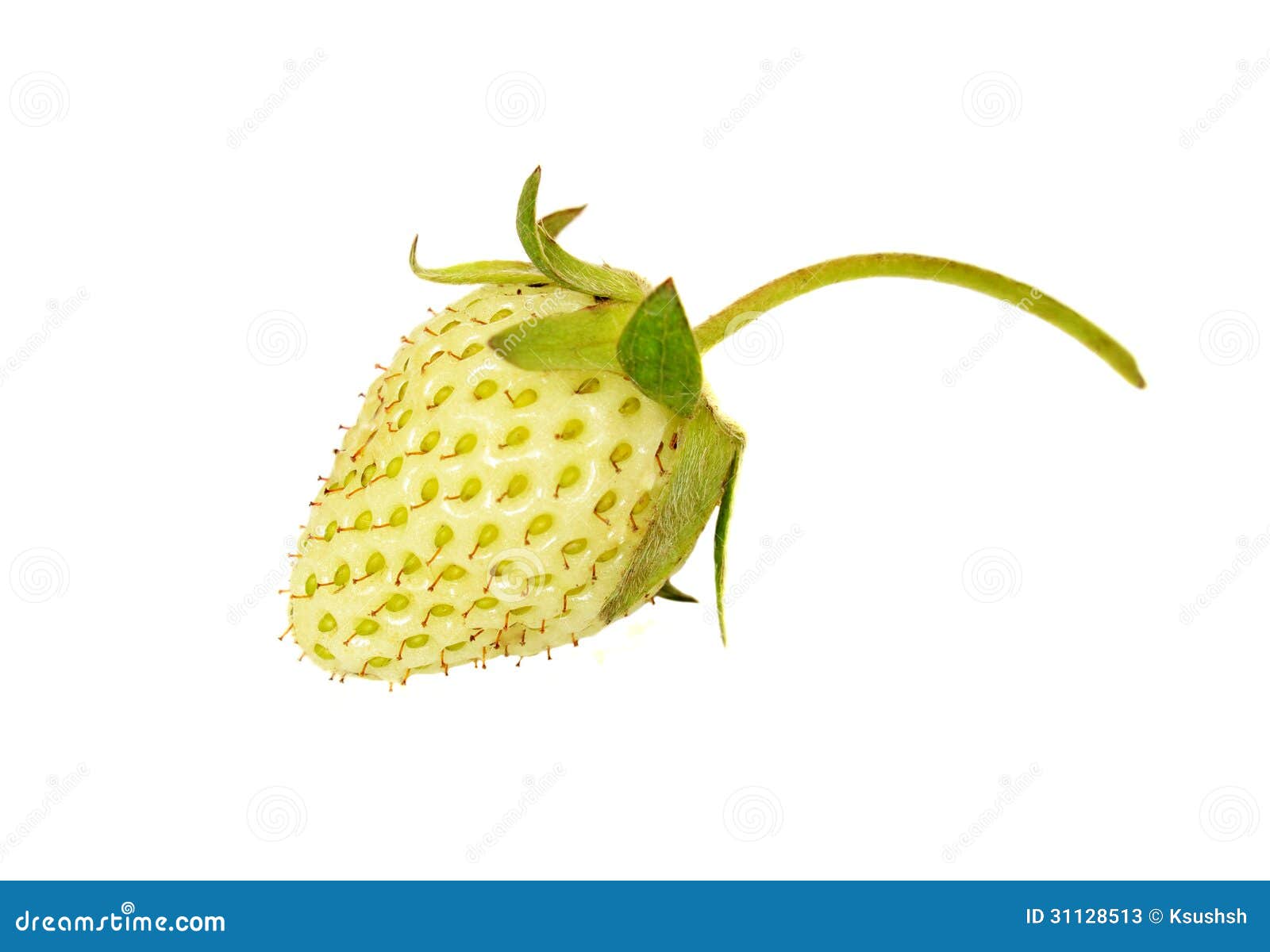 未成熟的草莓库存图片 图片包括有 未成熟的草莓库存图片 图片包括有